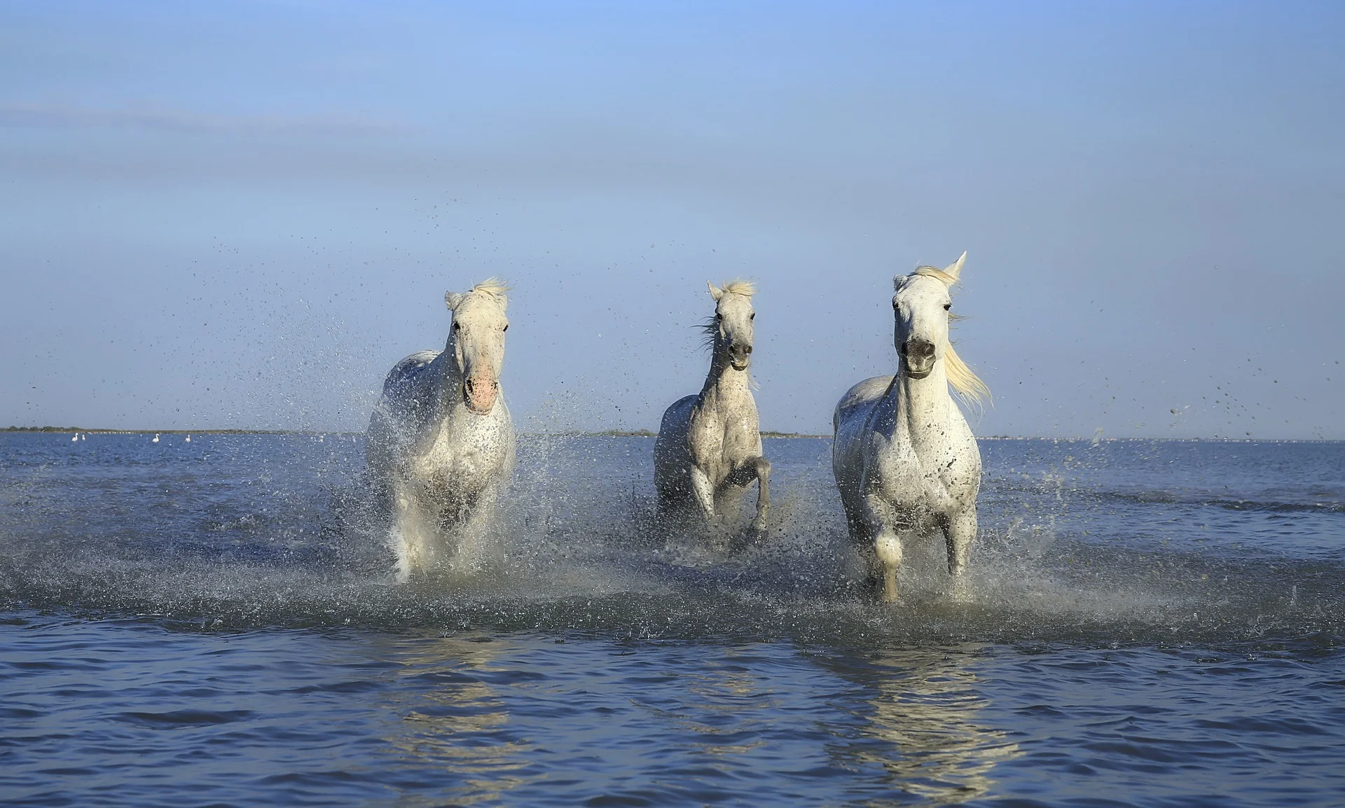 In Revelation 19: 11-16 Jesus is mentioned that He will return on a white horse with hooves thundering the earth with a sound, triumphant and terrifying, declaring "the King has come." A white horse is a symbol of victory and conquest- our King Jesus.