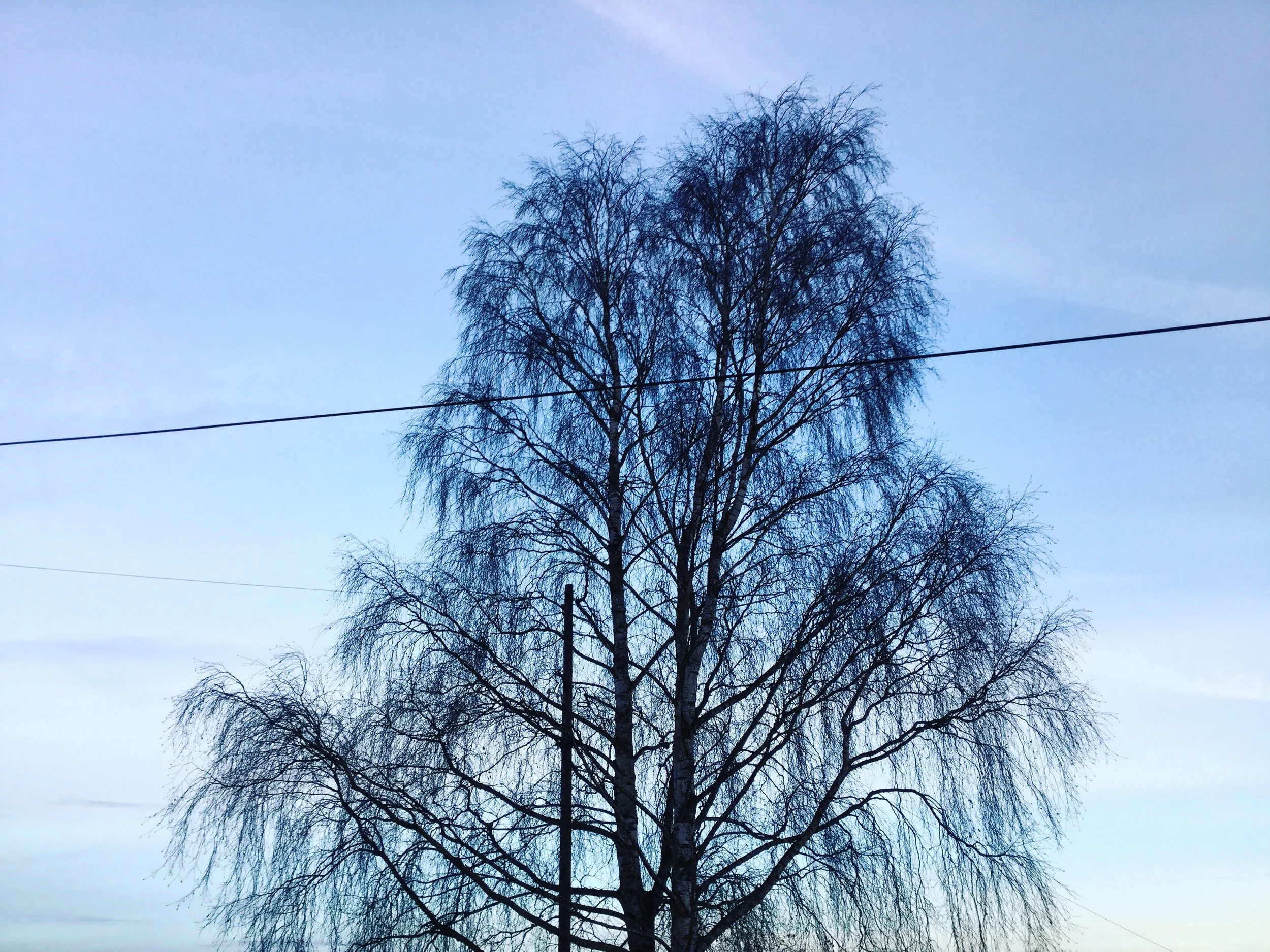 georgina hounsome tree 7.jpg