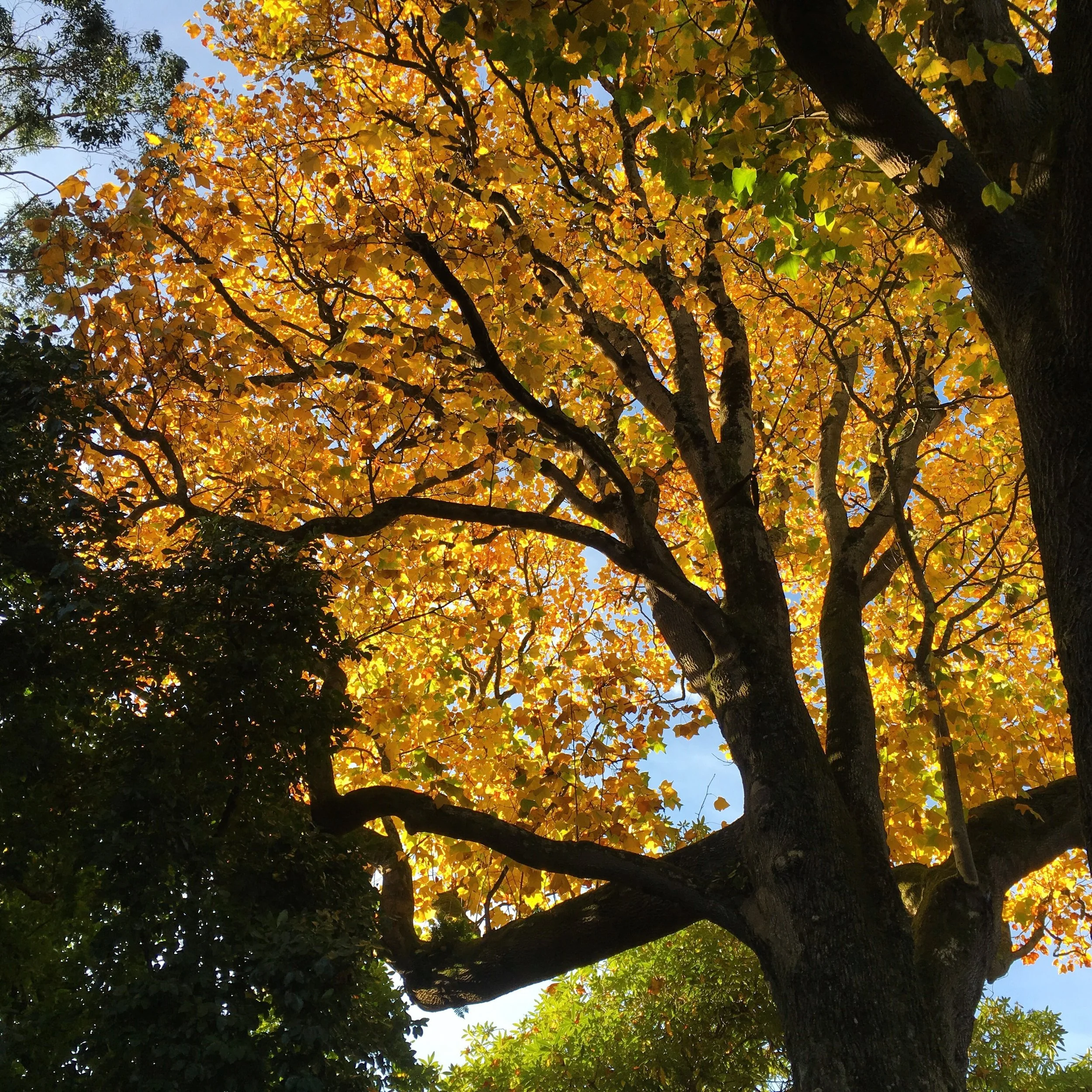 georgina hounsome tree 14.jpg