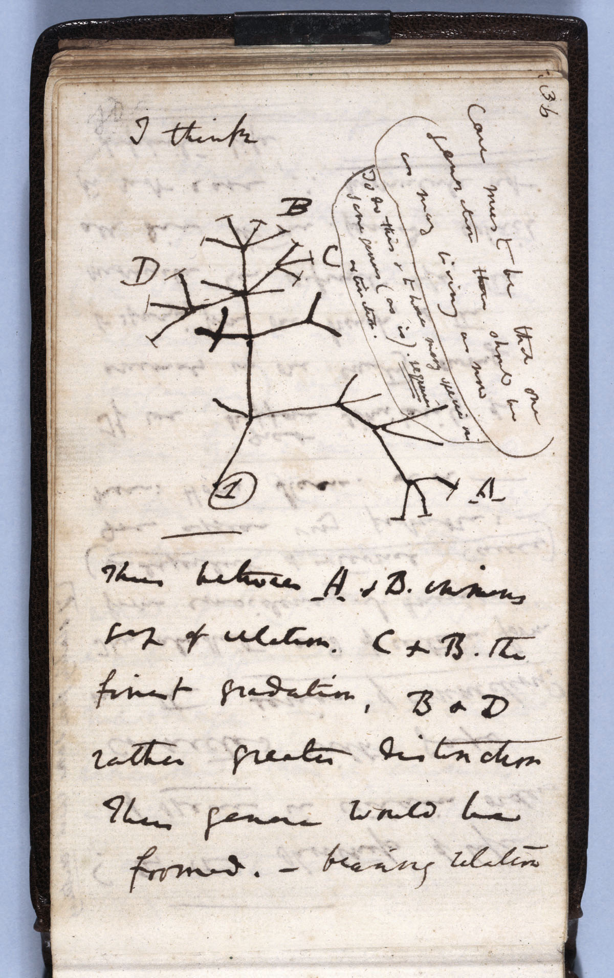 Charles Darwin- The "I think" tree from Notebook B (1837)