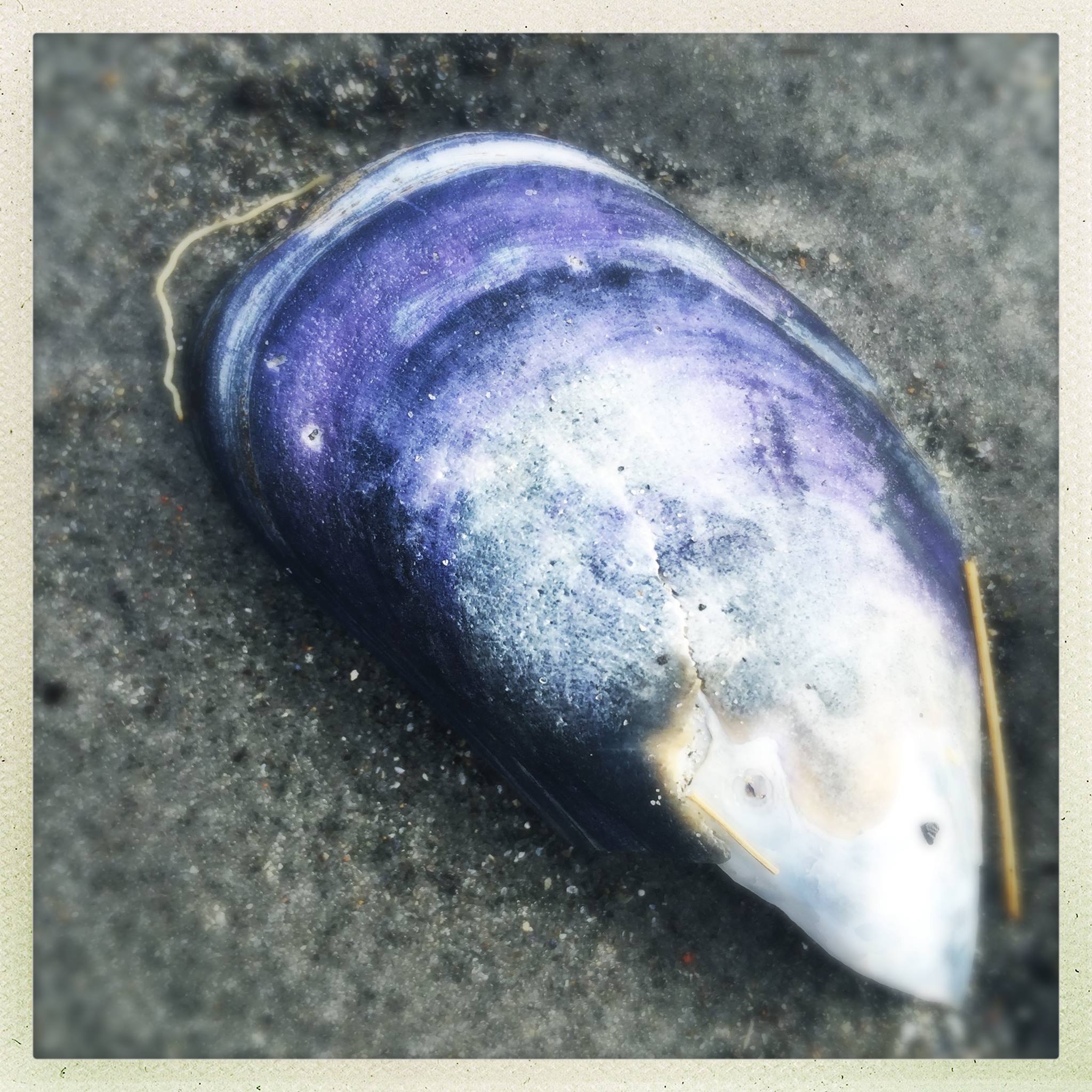 Mussel Shell