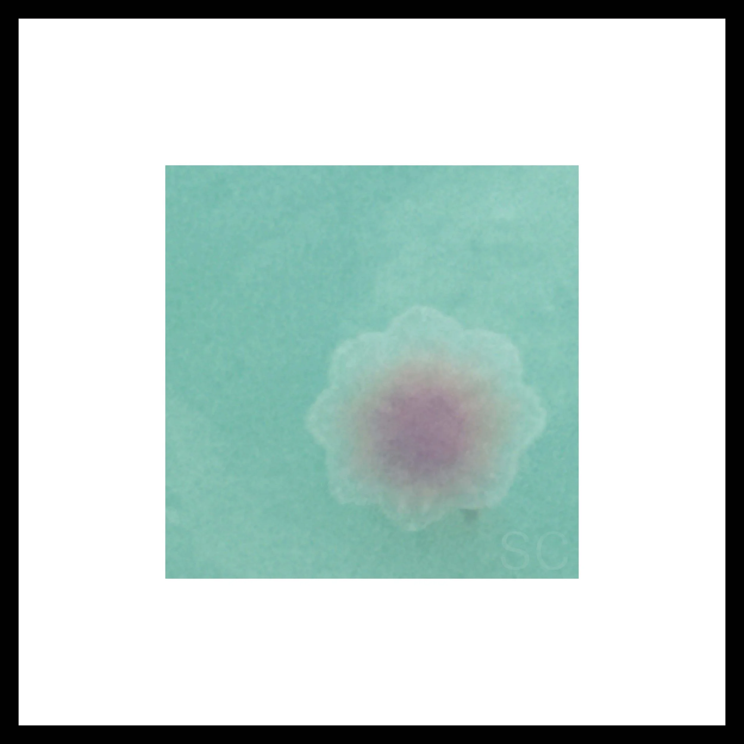Alizarin No2 LM+F.jpg