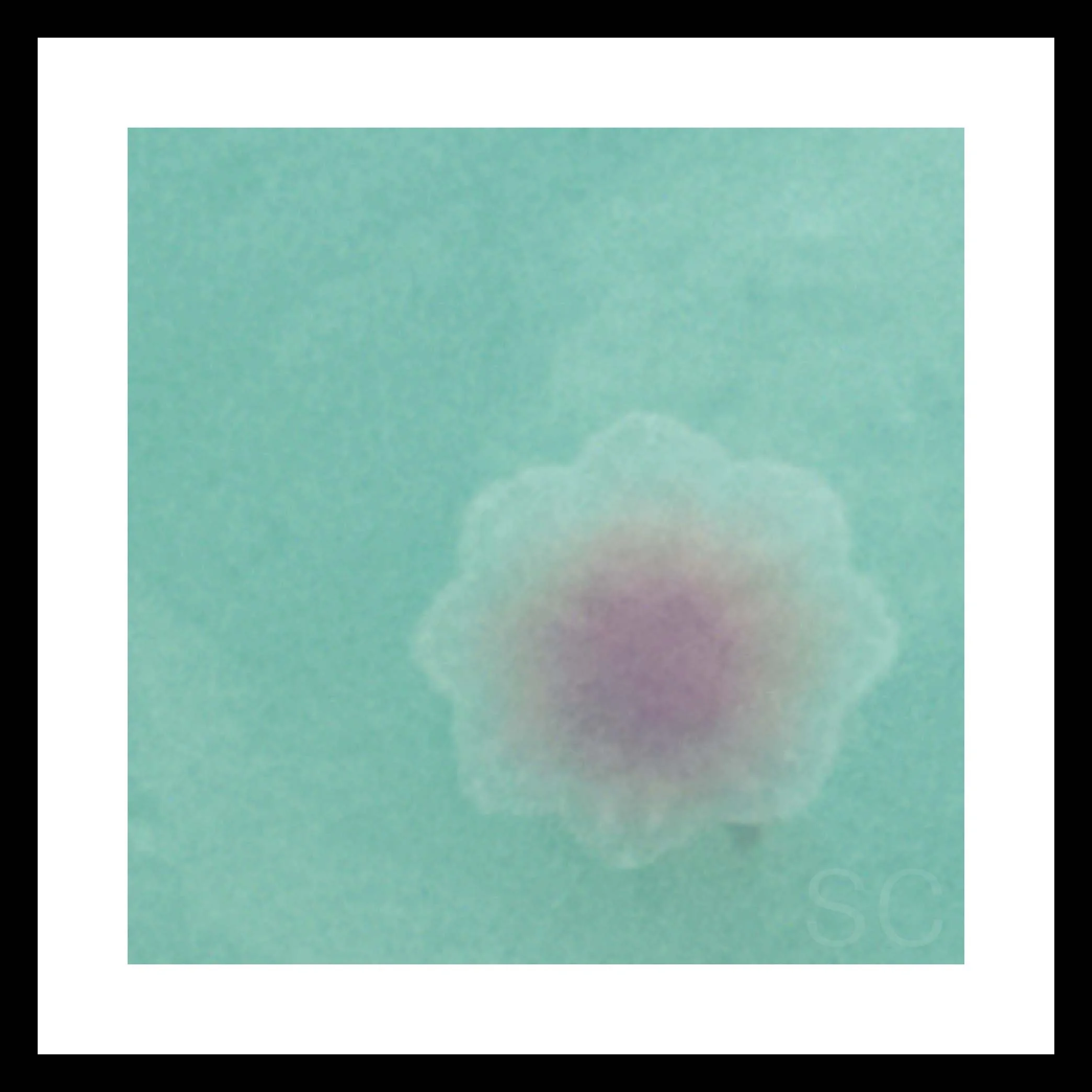 Alizarin No2.jpg