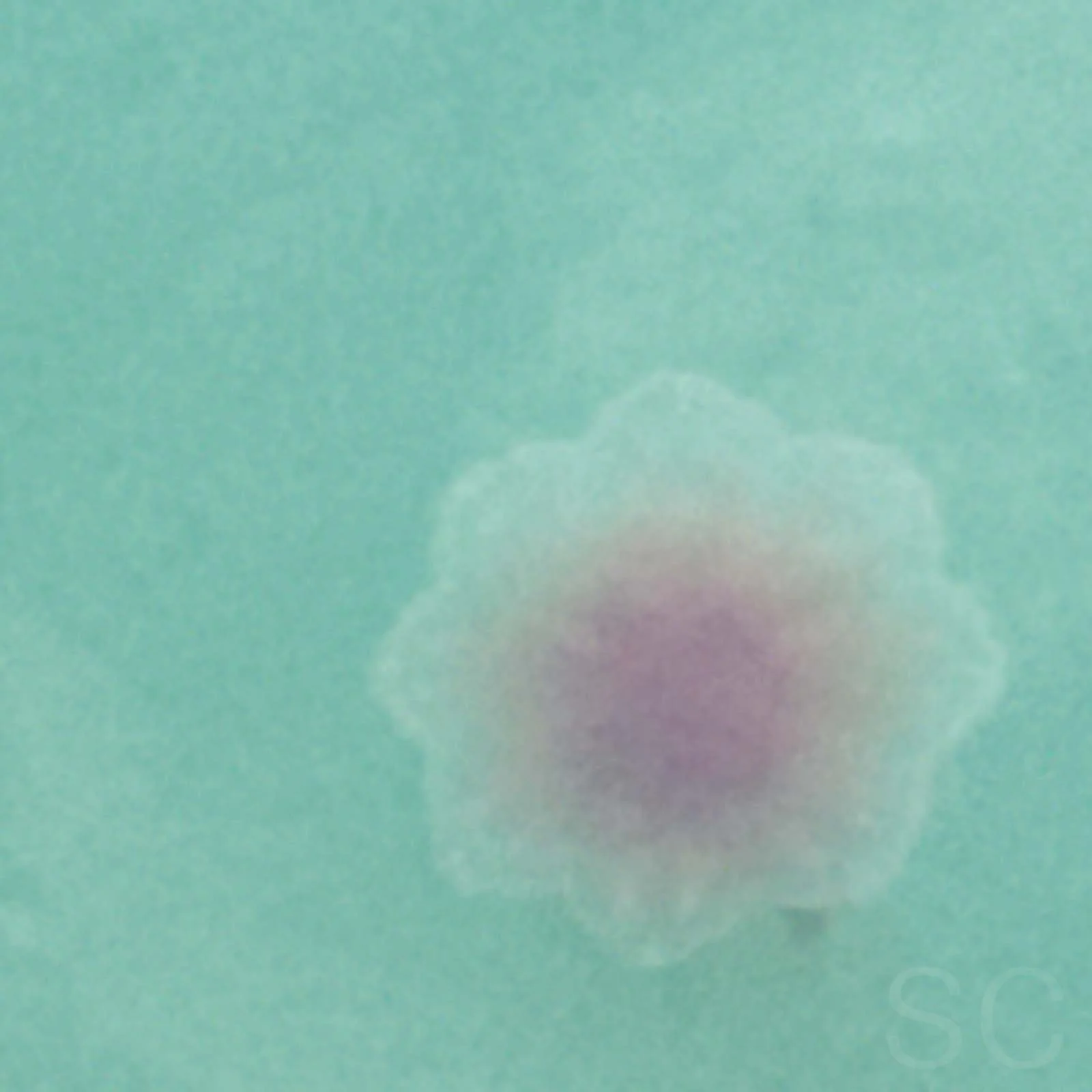Alizarin No2 un.jpg
