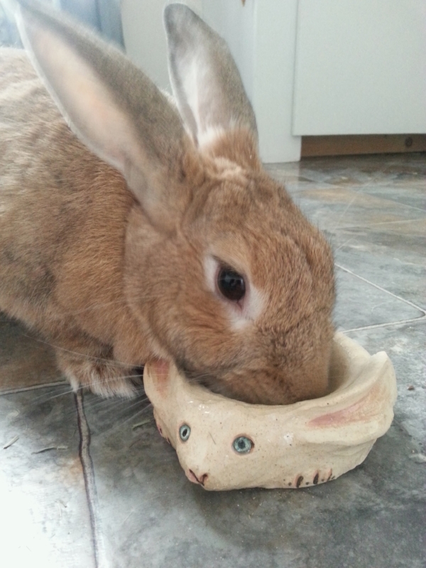 in 2014 I started making specially shaped food dishes designed so my girl couldn't throw them, as rabbits LOVE to do.