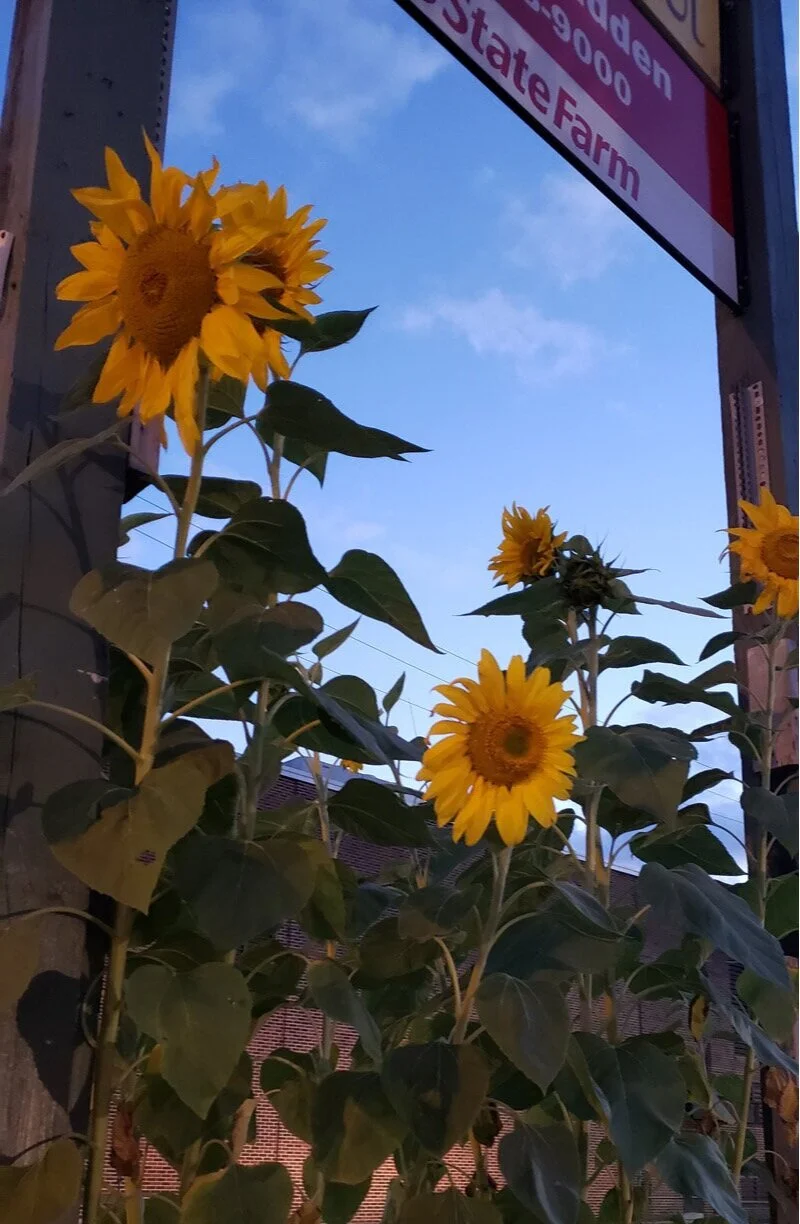 Pandemic Gardening And The #Asyncarts Project