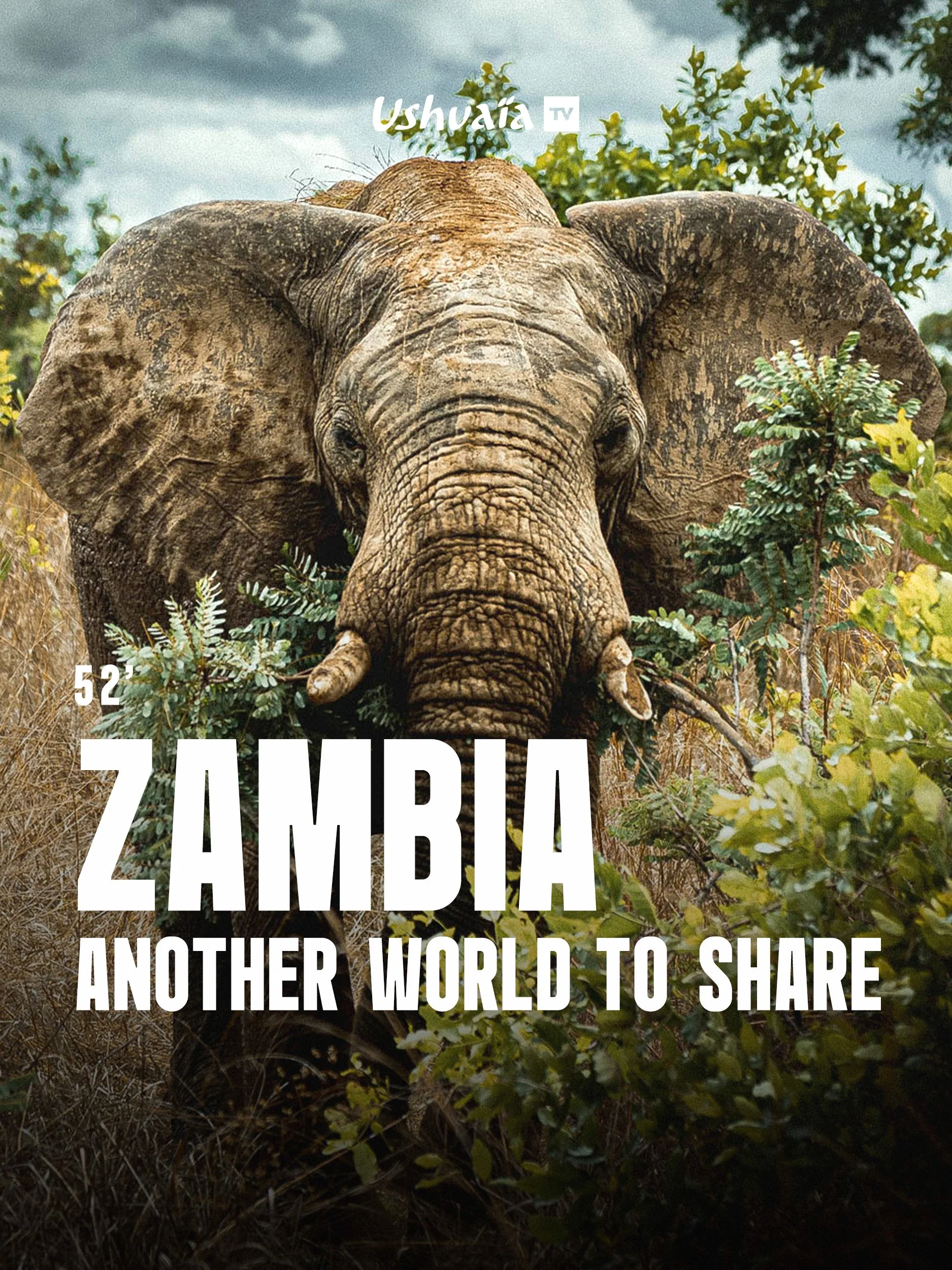 éléphant dans la savane en Zambie