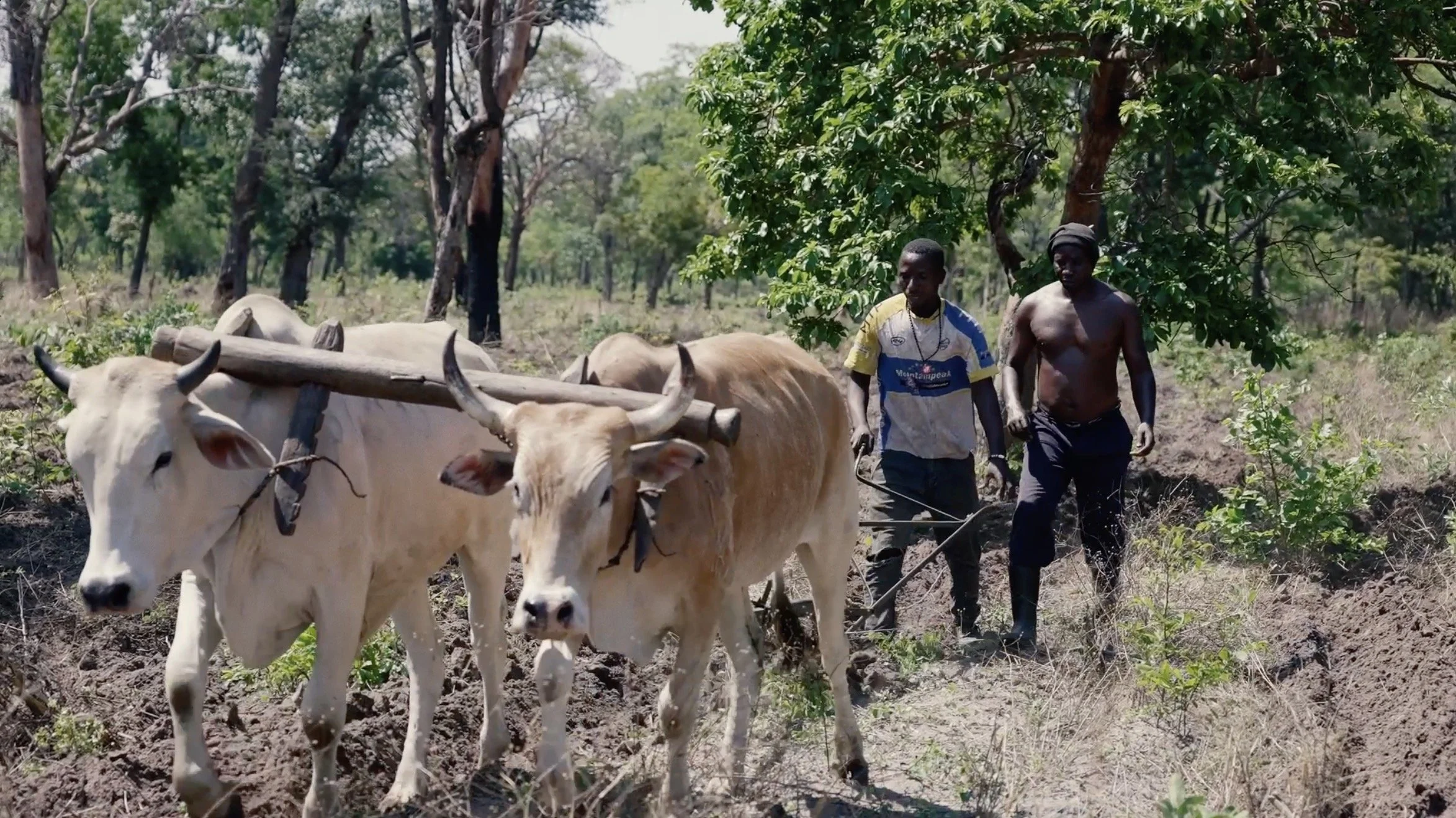 Deux hommes en train de cultiver la terre dans une zone boisée avec des bœufs attelés en arrière-plan.