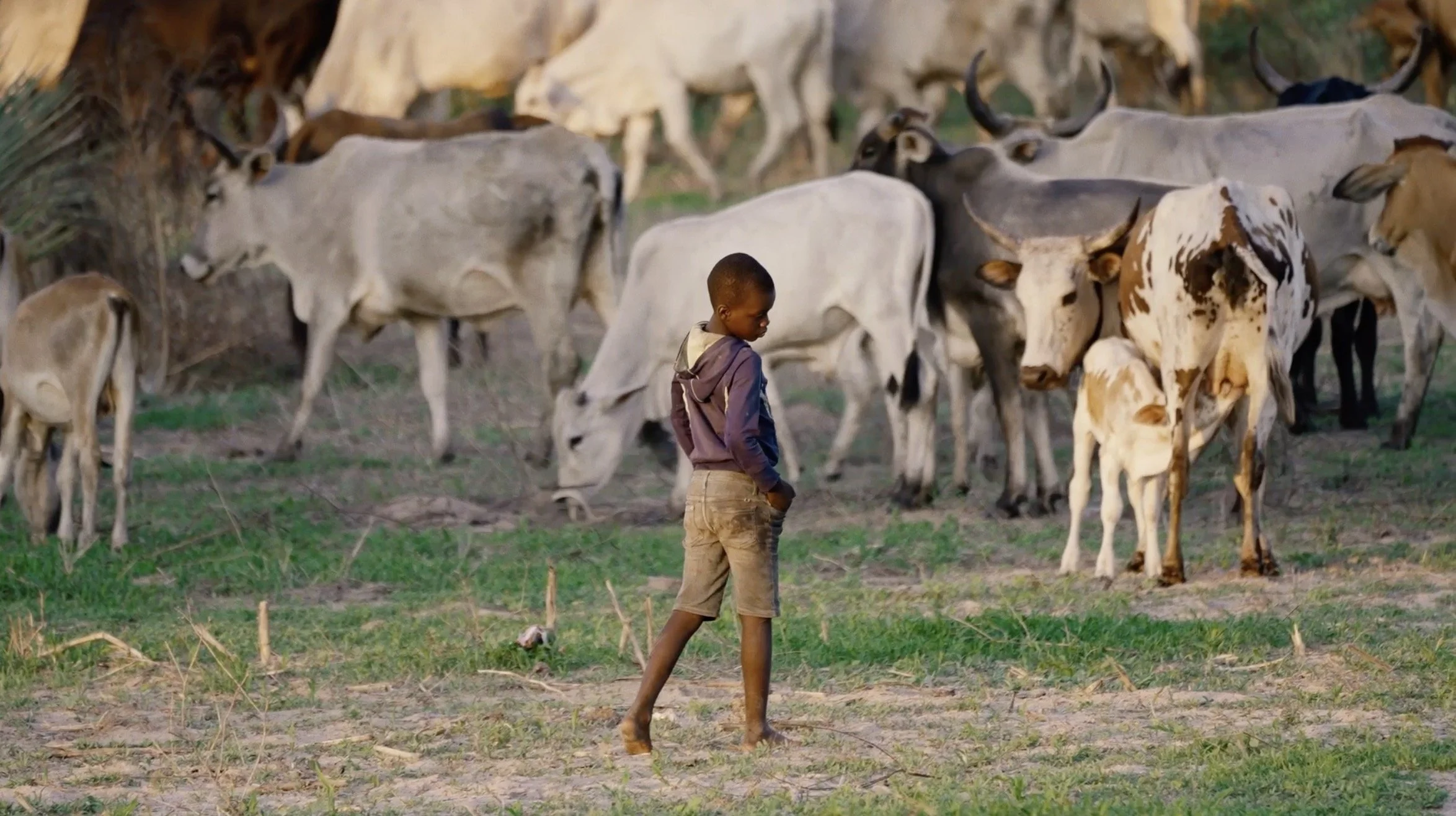 Un jeune garçon marche dans un champ avec un troupeau de bœufs en arrière-plan.