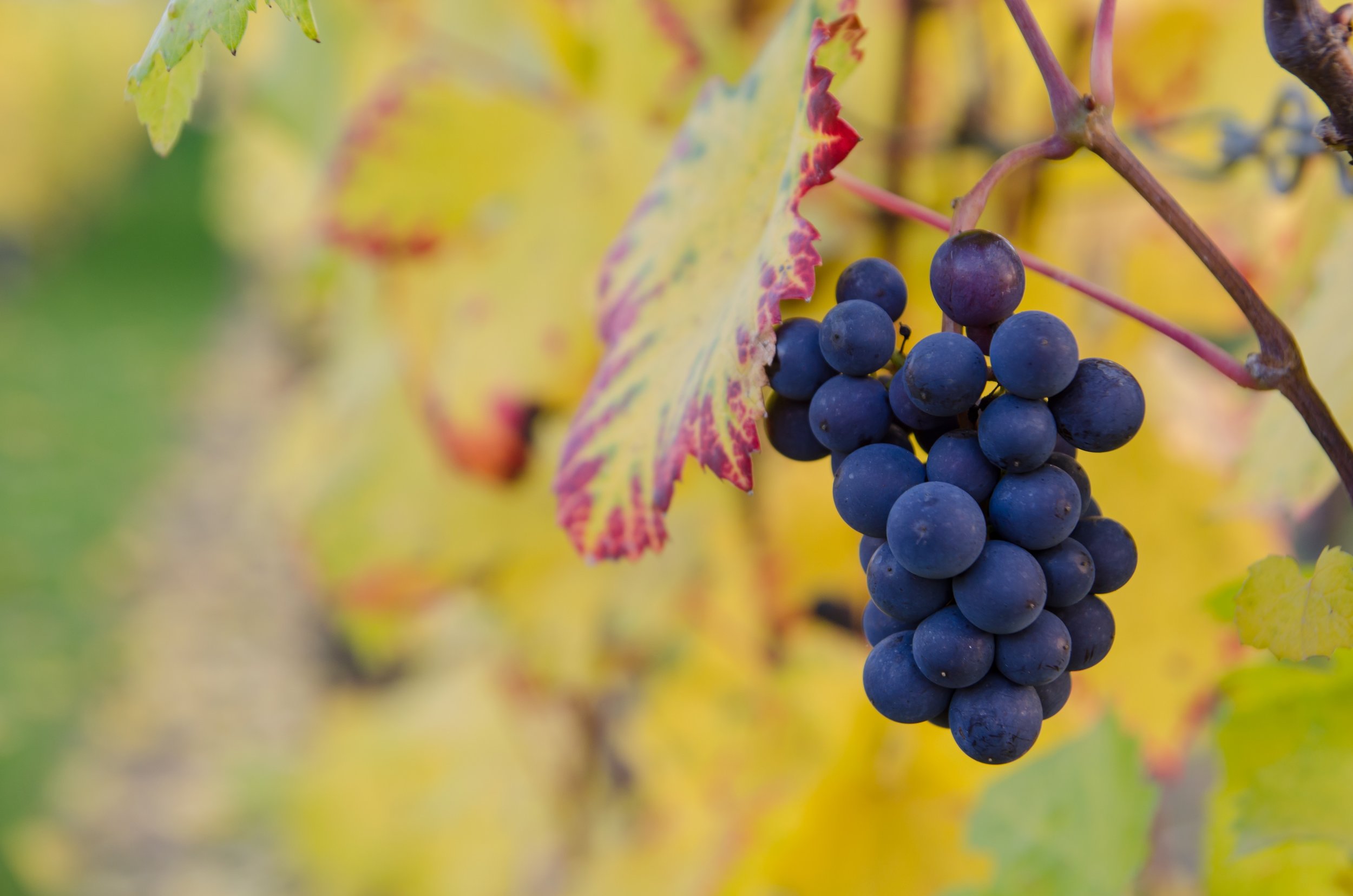 fall grape.jpg
