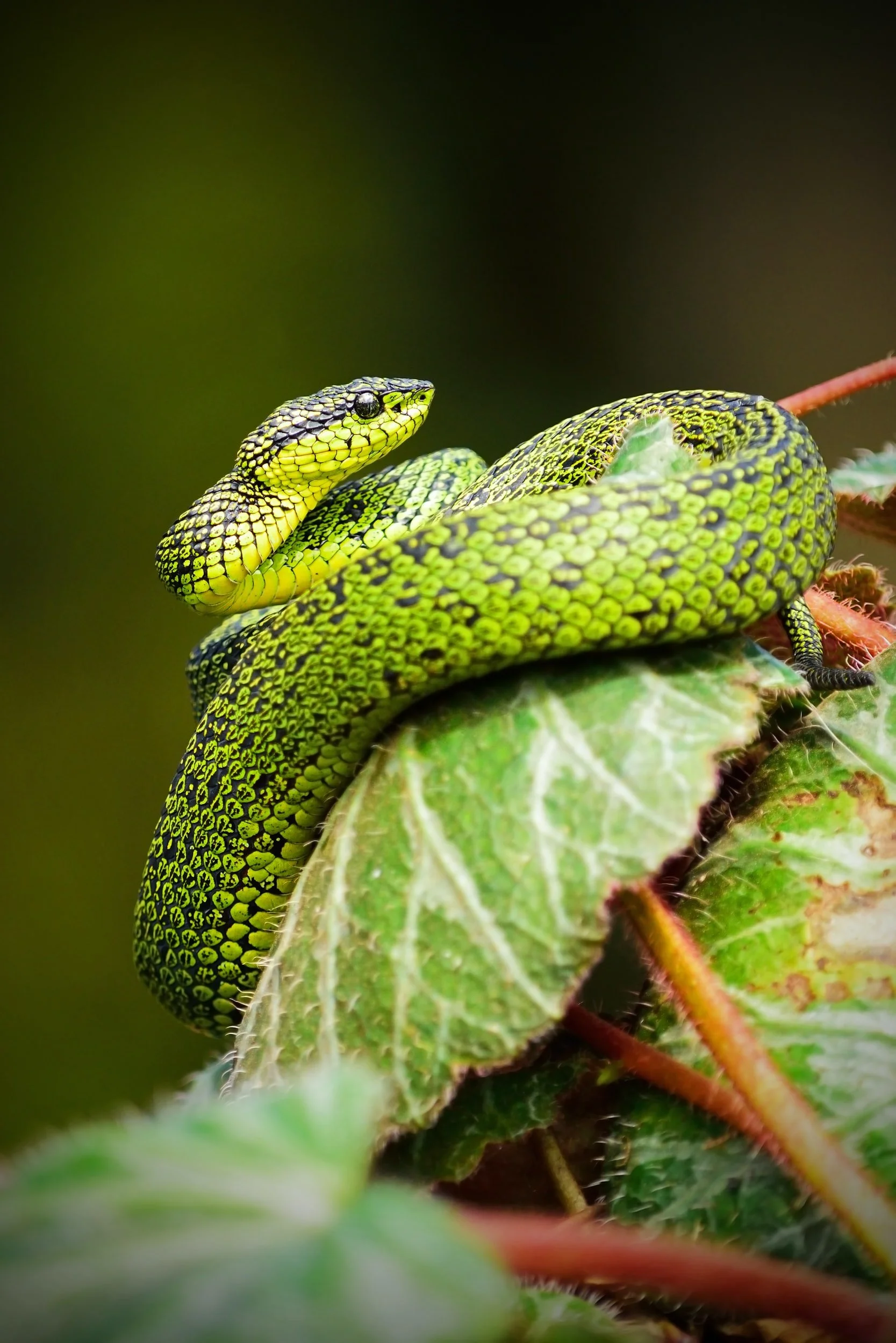 There is a Snake in the Garden