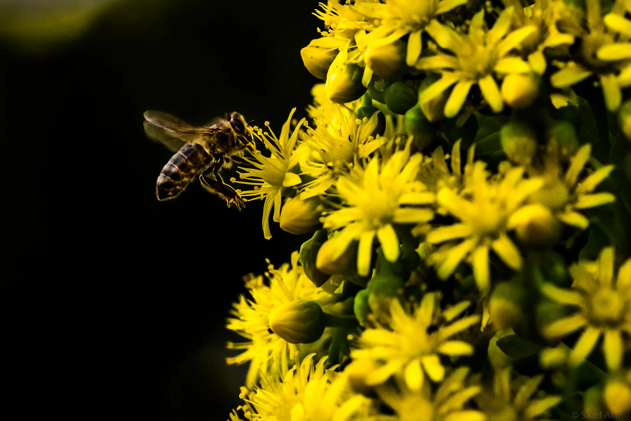 abeille.jpg