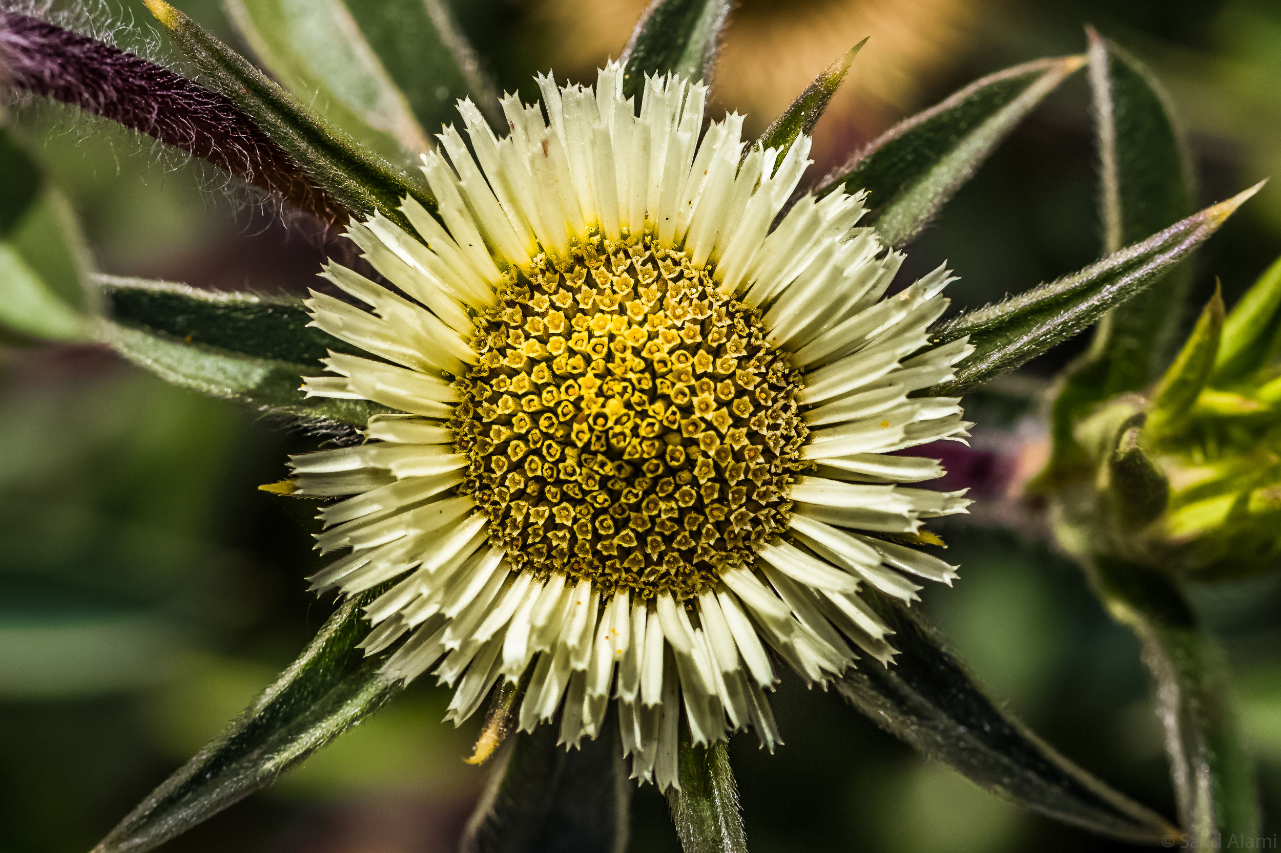 fleur 10.jpg
