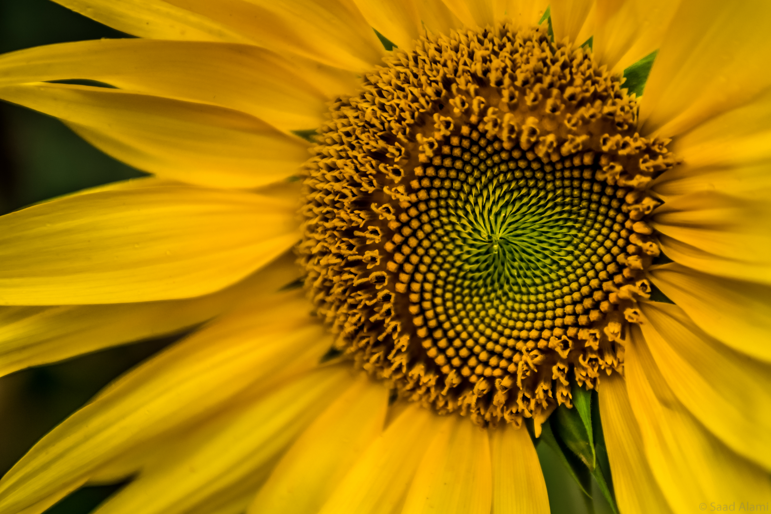 Fleur tournesol-6830.jpg