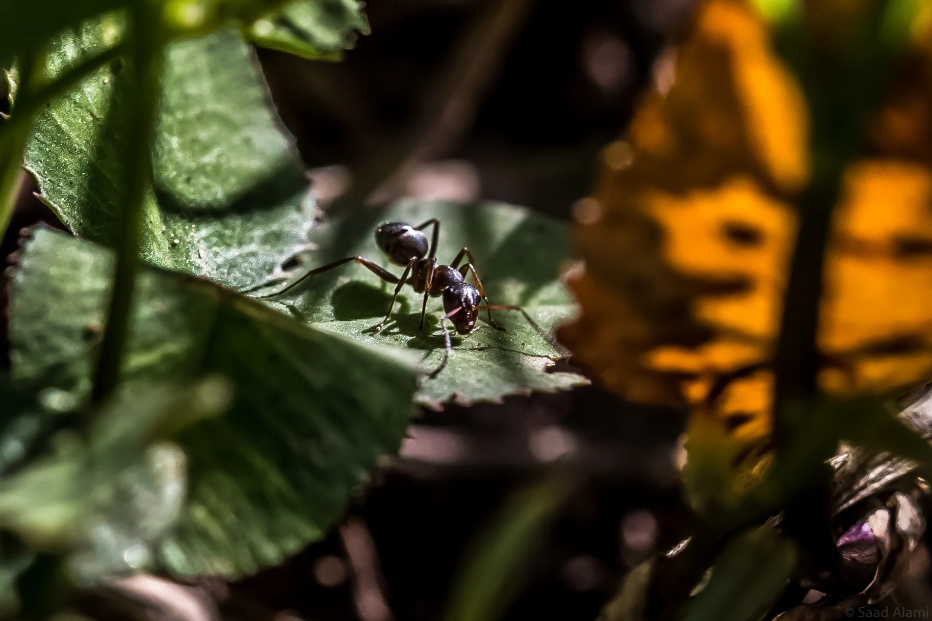 fourmis 3-7861.jpg