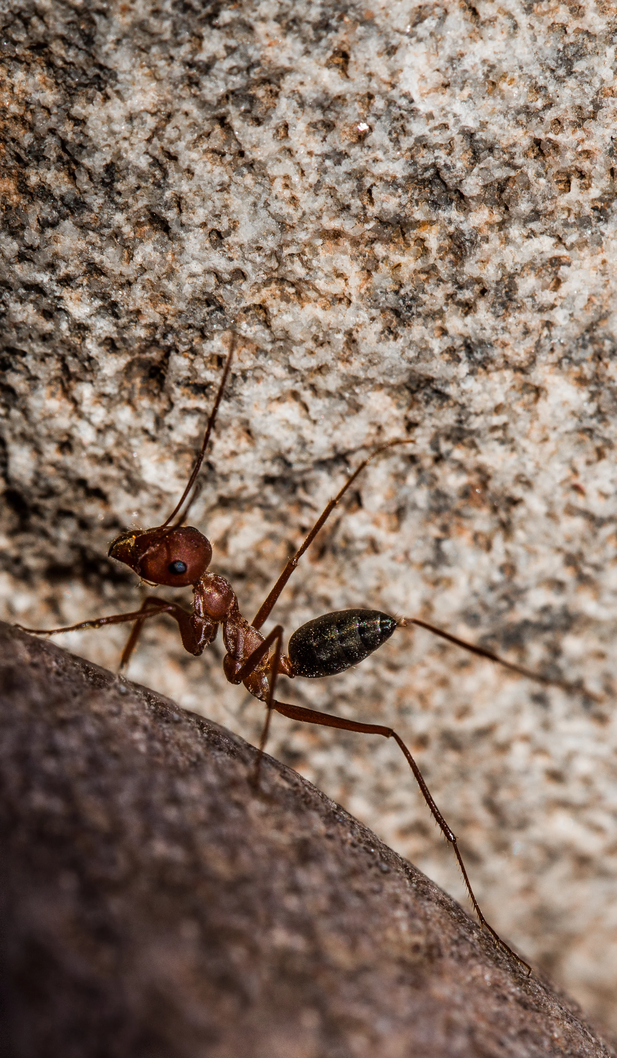 Fourmis.jpg