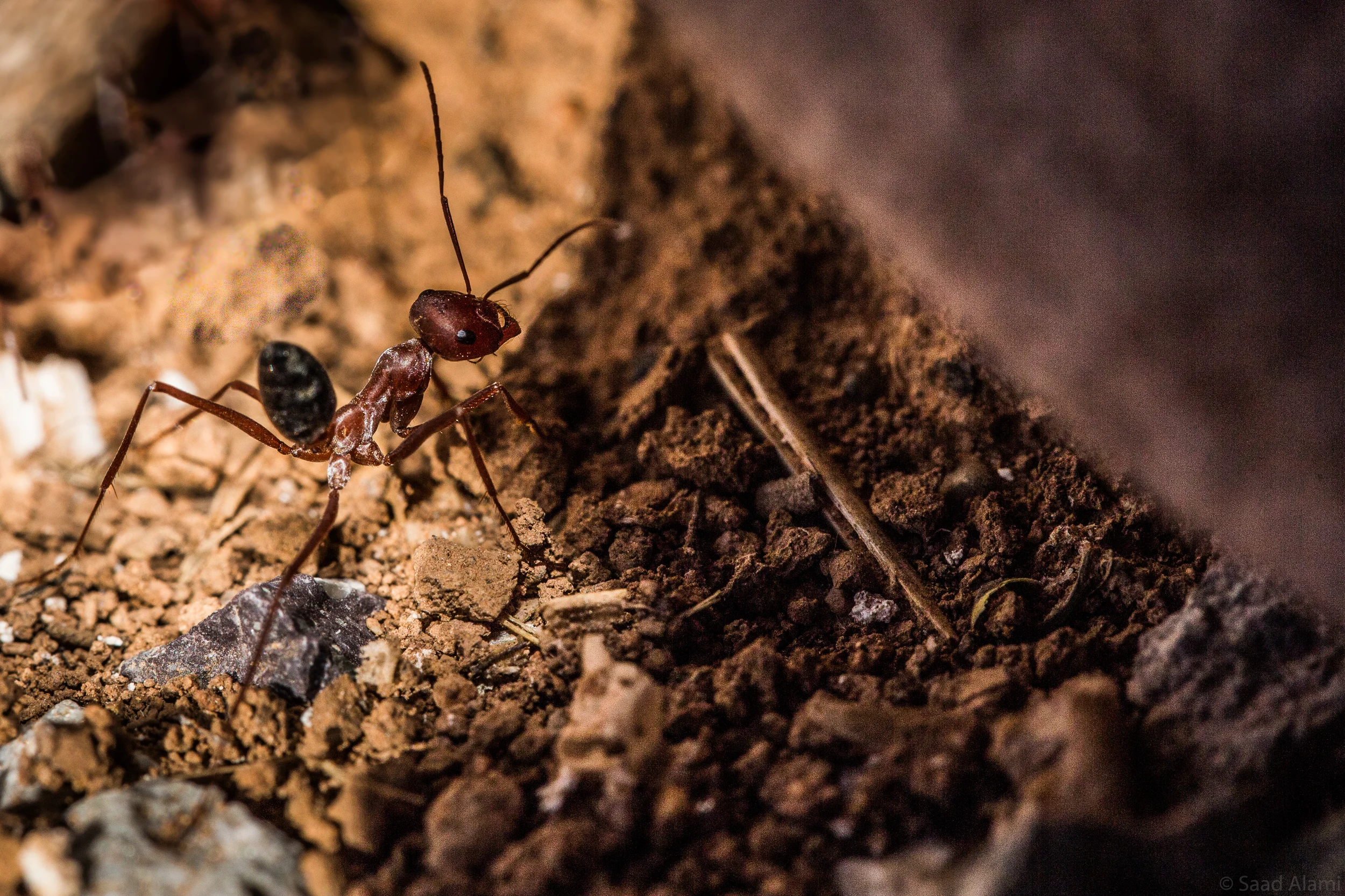 Fourmis 2.jpg
