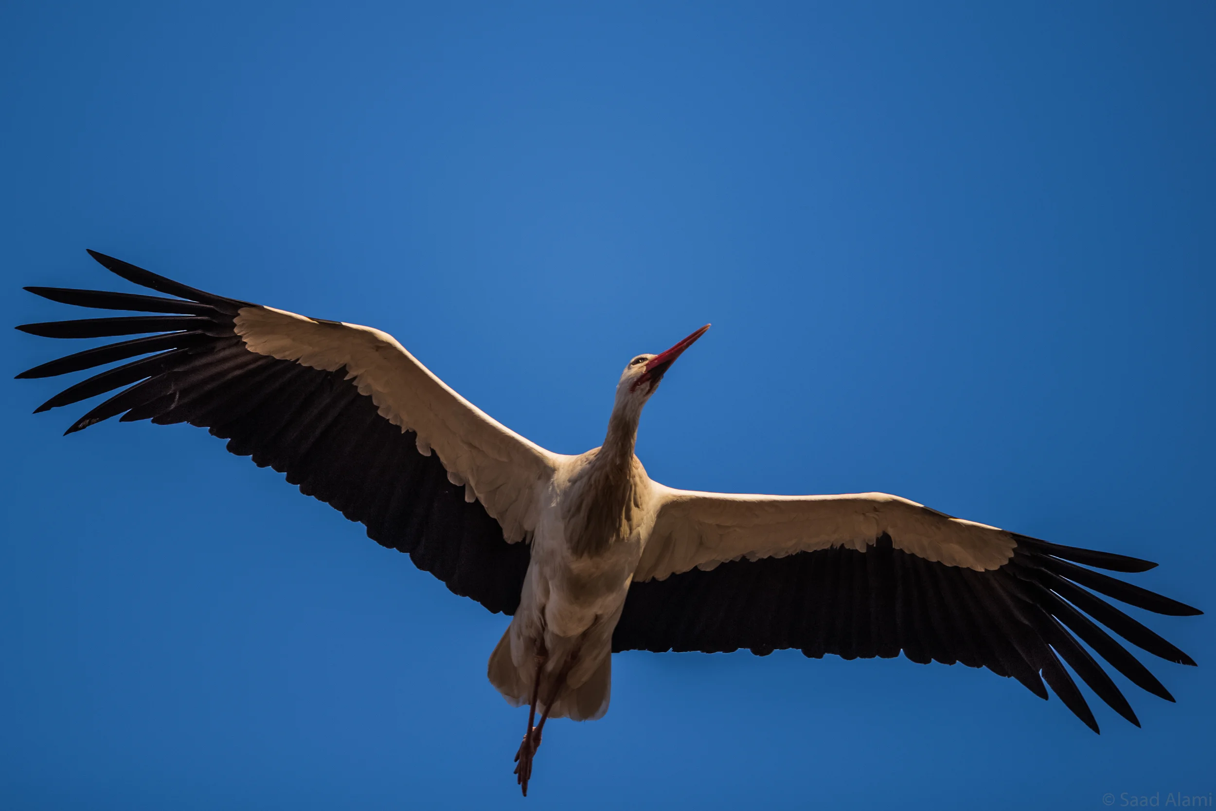 Cigogne.jpg
