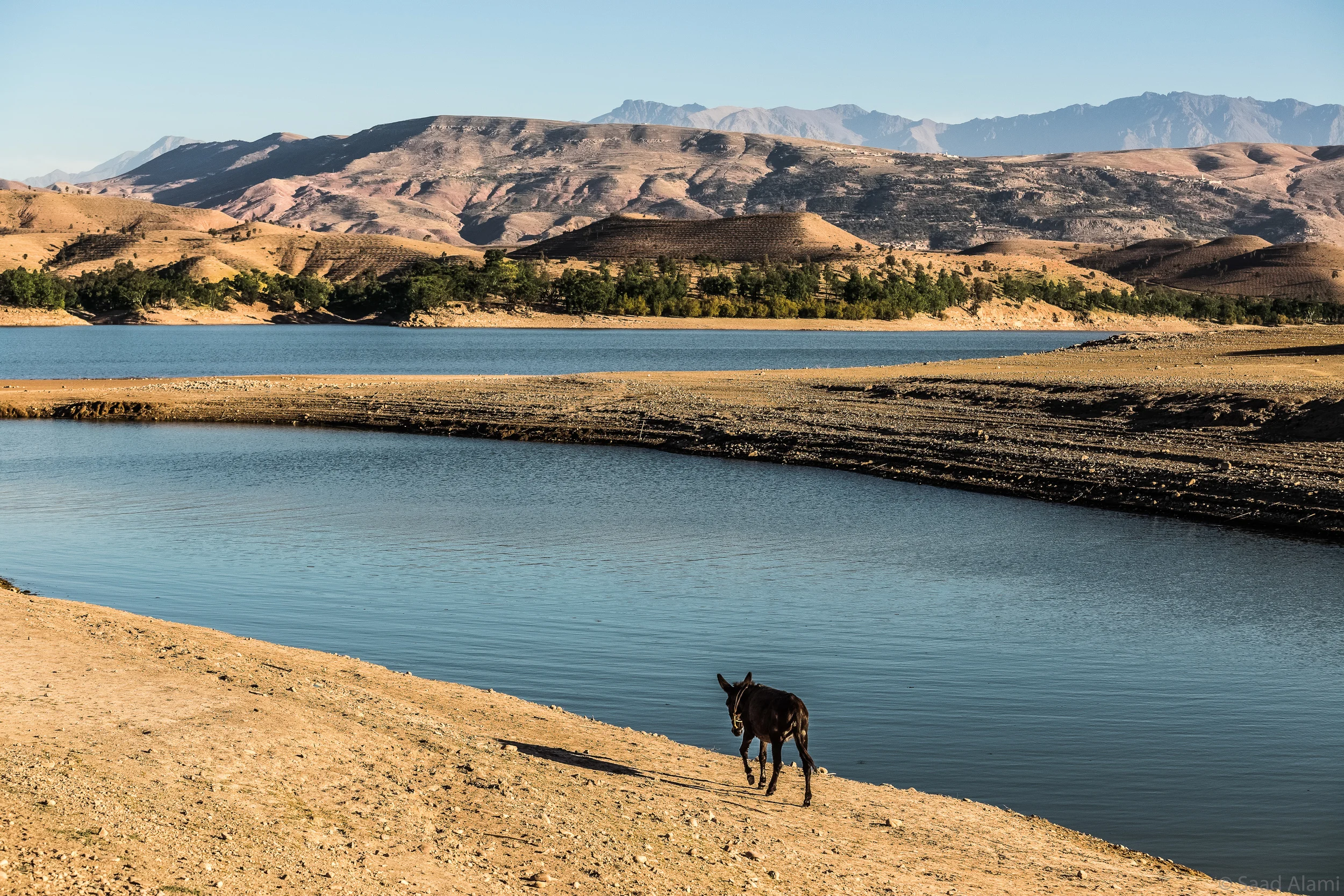 lonely donkey 20 mo.jpg