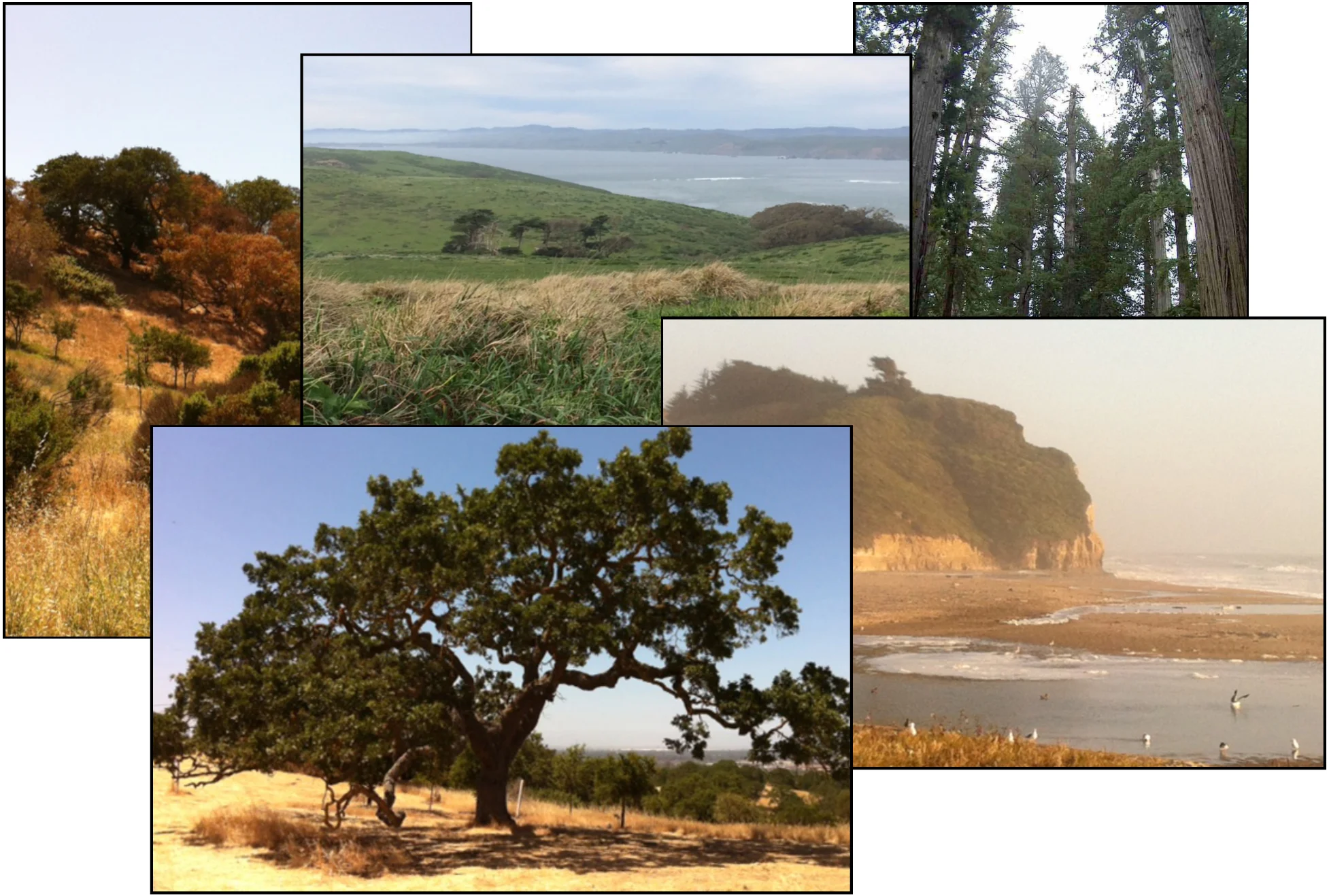 California images, inspiration for The Last Shade Tree , novel by Margaret Panofsky