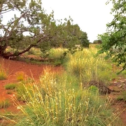4 Grass in Wash.jpg