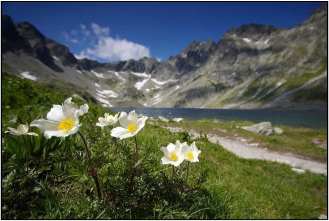 High Tatras meadow, Czechoslovakia