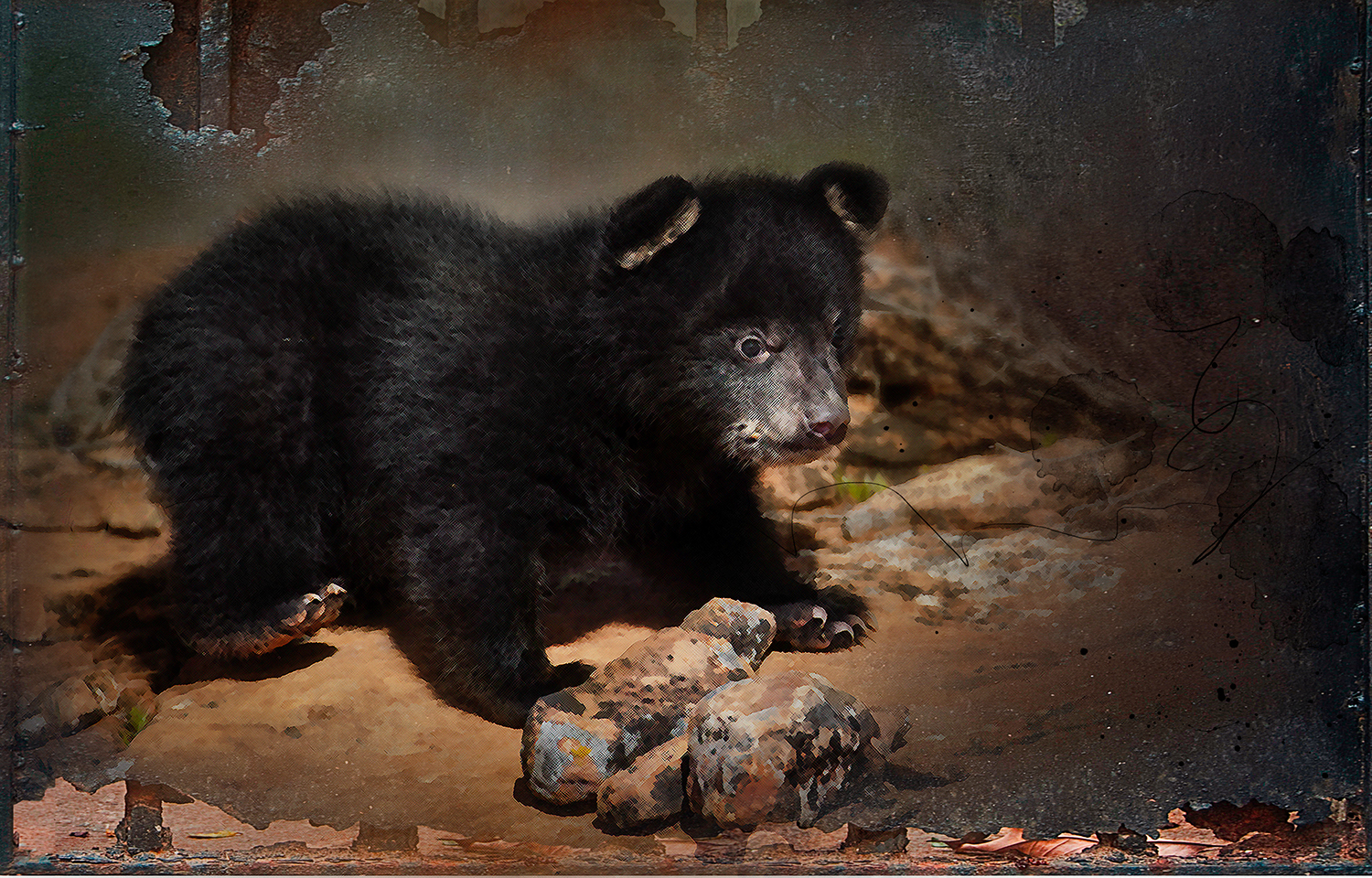 Black Bear Cub