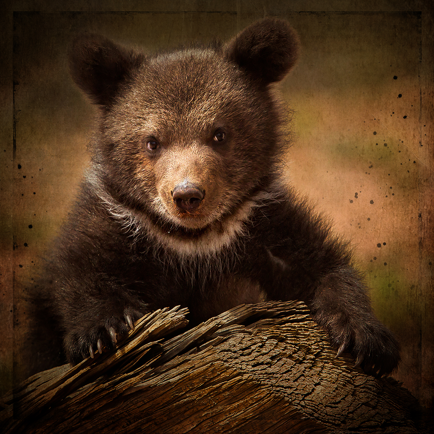 Grizzly cub