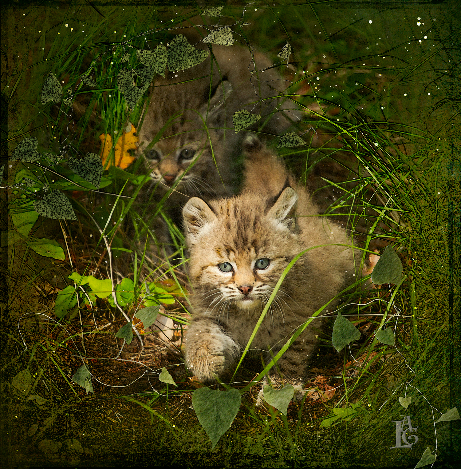 Bobcat Kittens