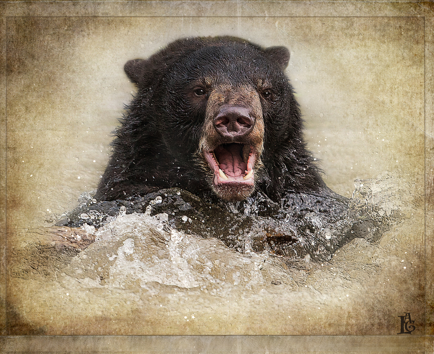 Black Bear Swim