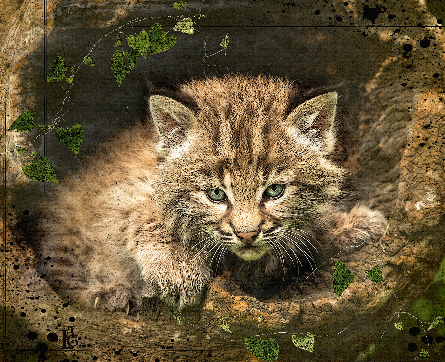 Bobcat Kitten  