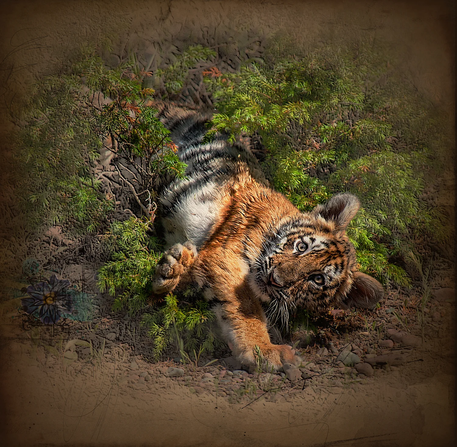 Tiger Cub