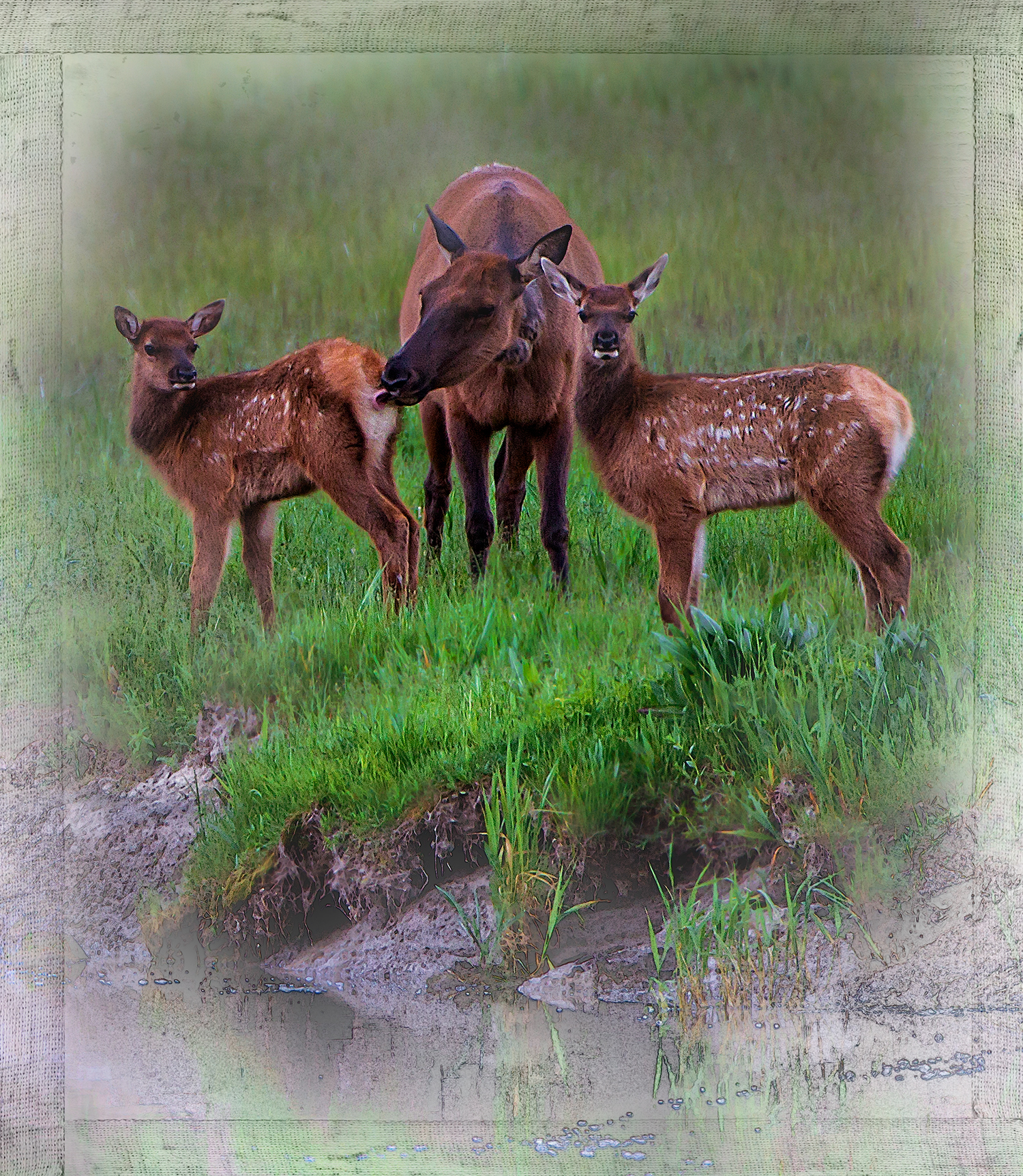 Rocky Mountain Elk