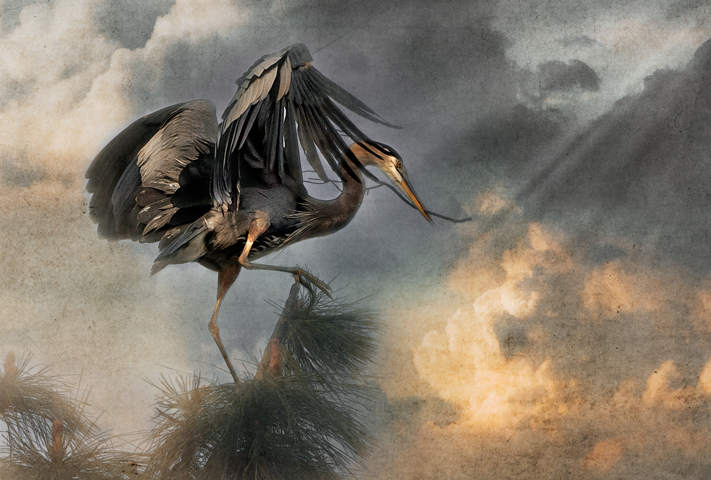 Great Blue Heron