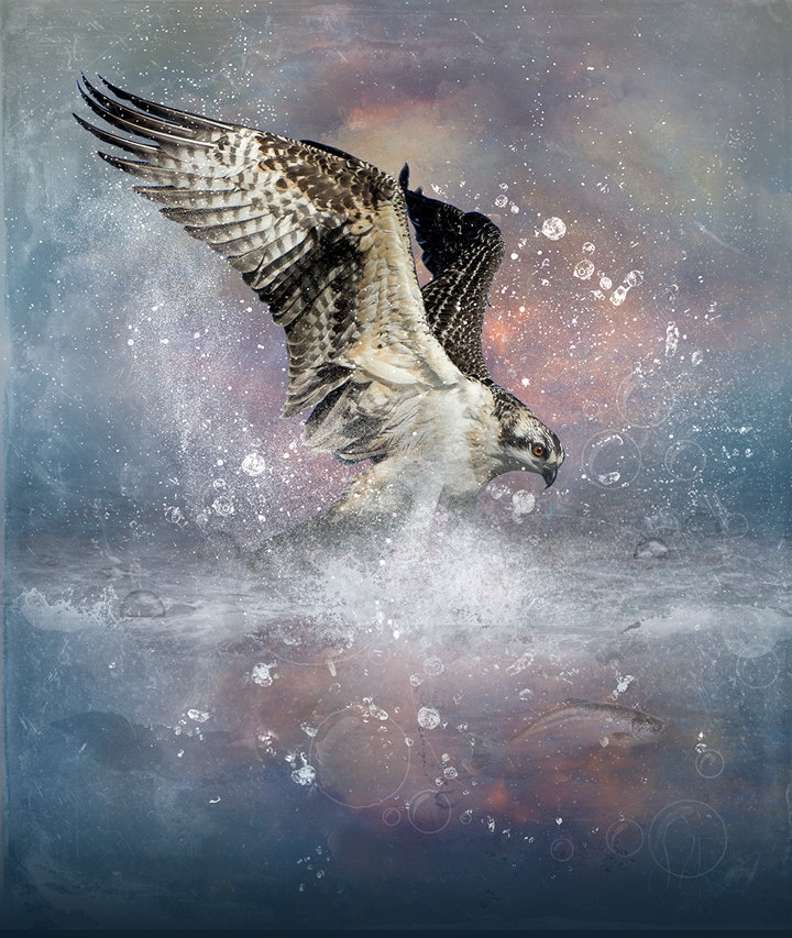 Osprey splash