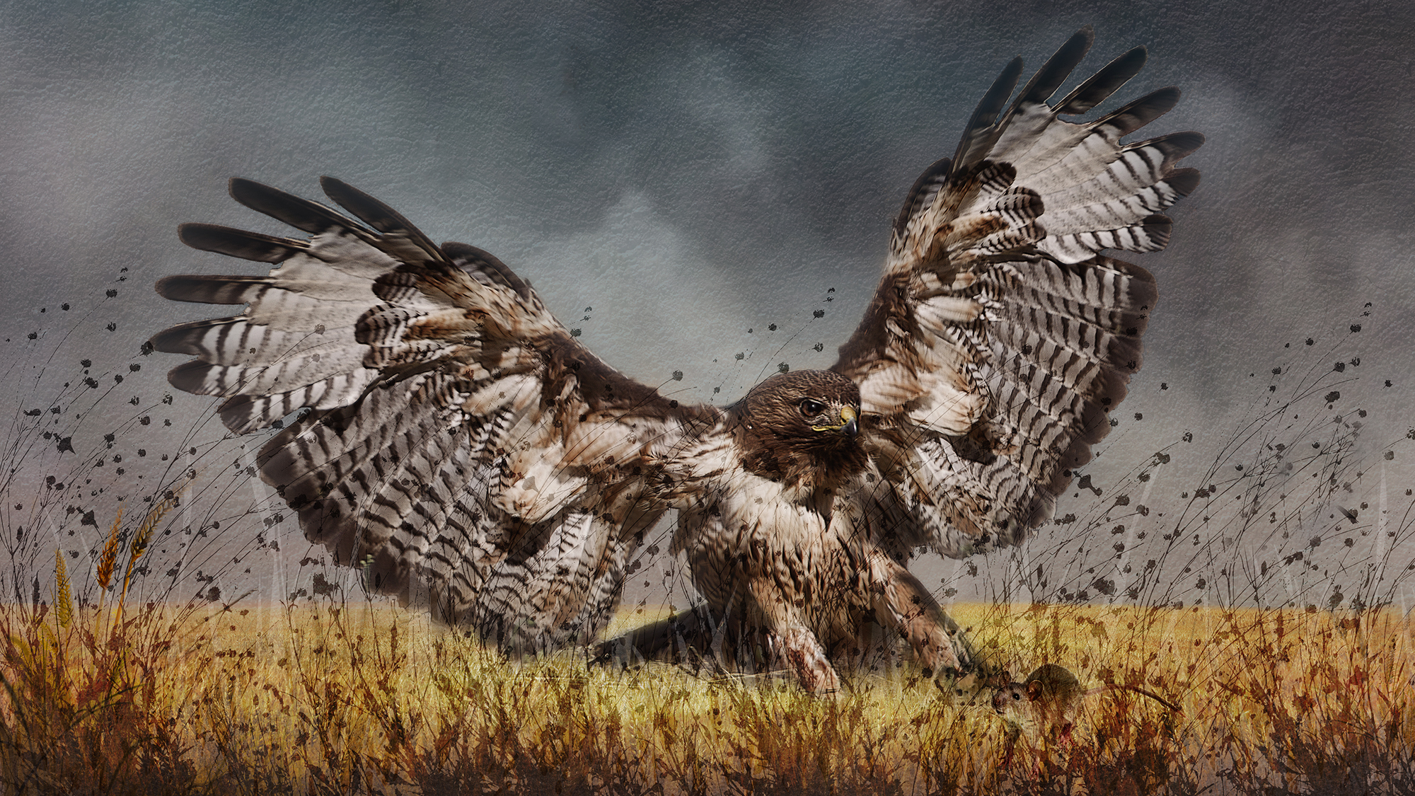 Redtail Hawk Attack