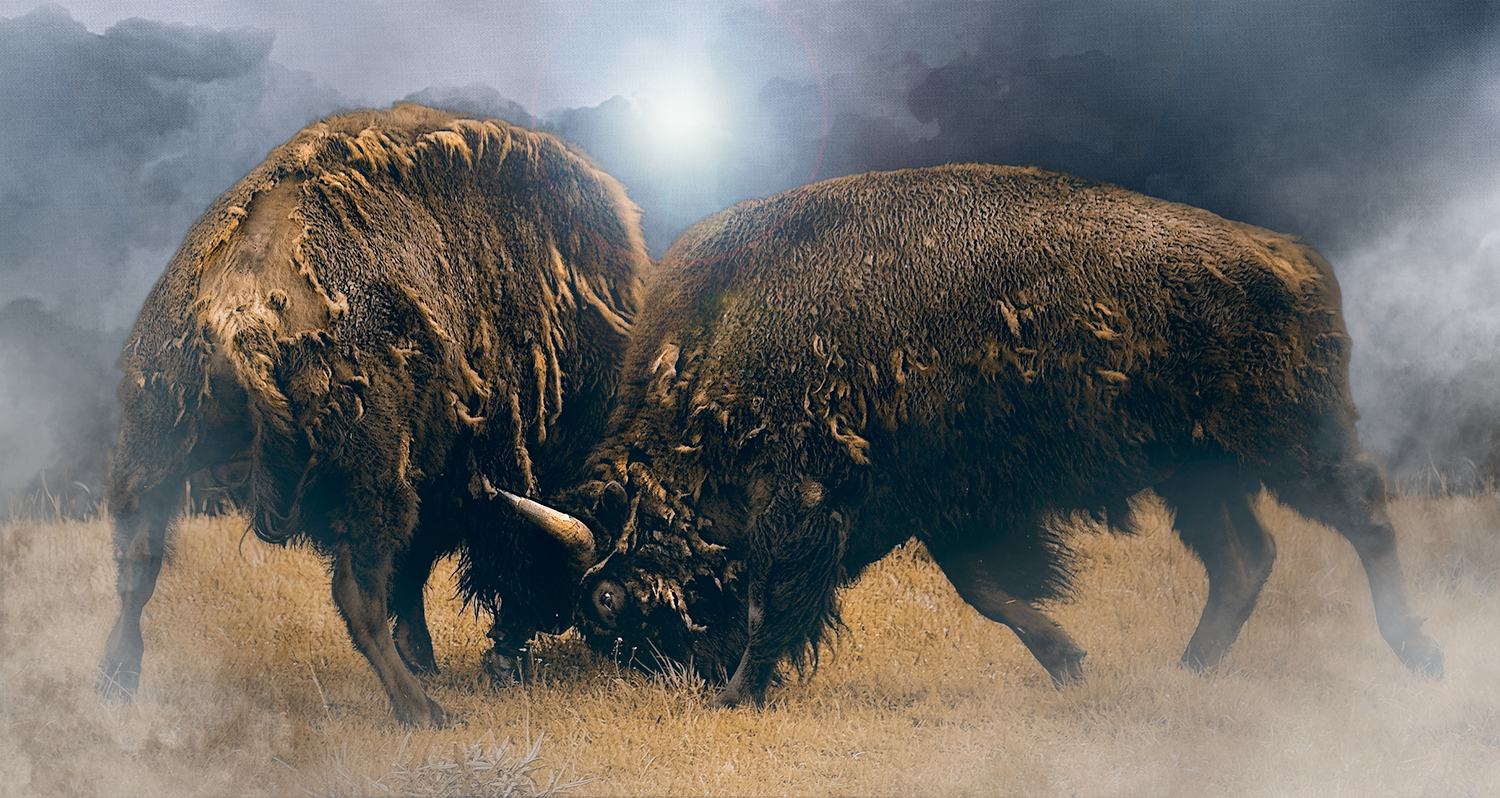 Bison Bulls Battle