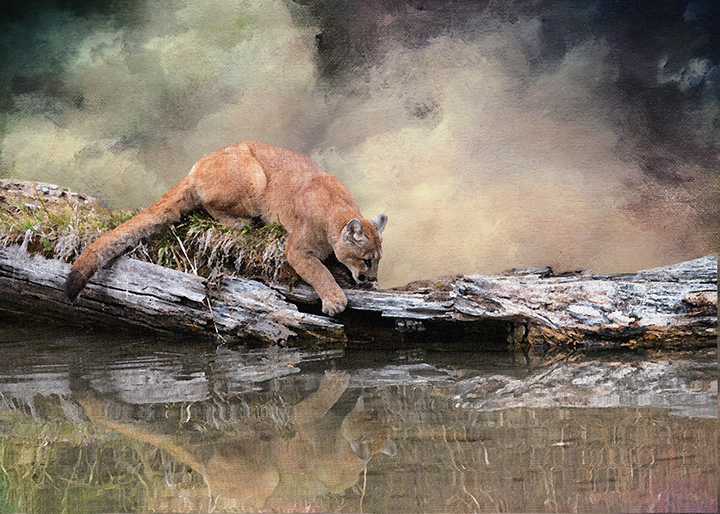 Cougar Reflection