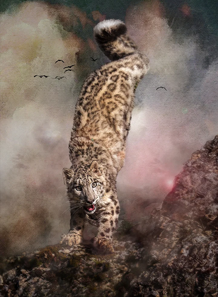 Cat Agility