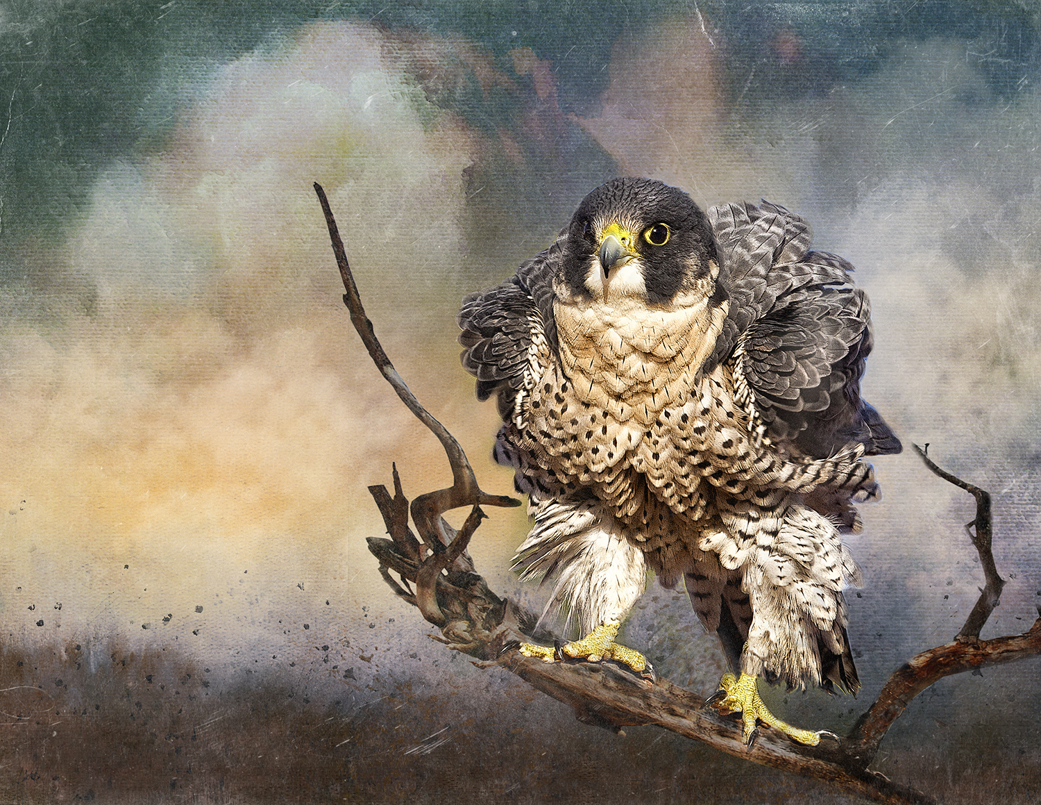 Peregrine Falcon