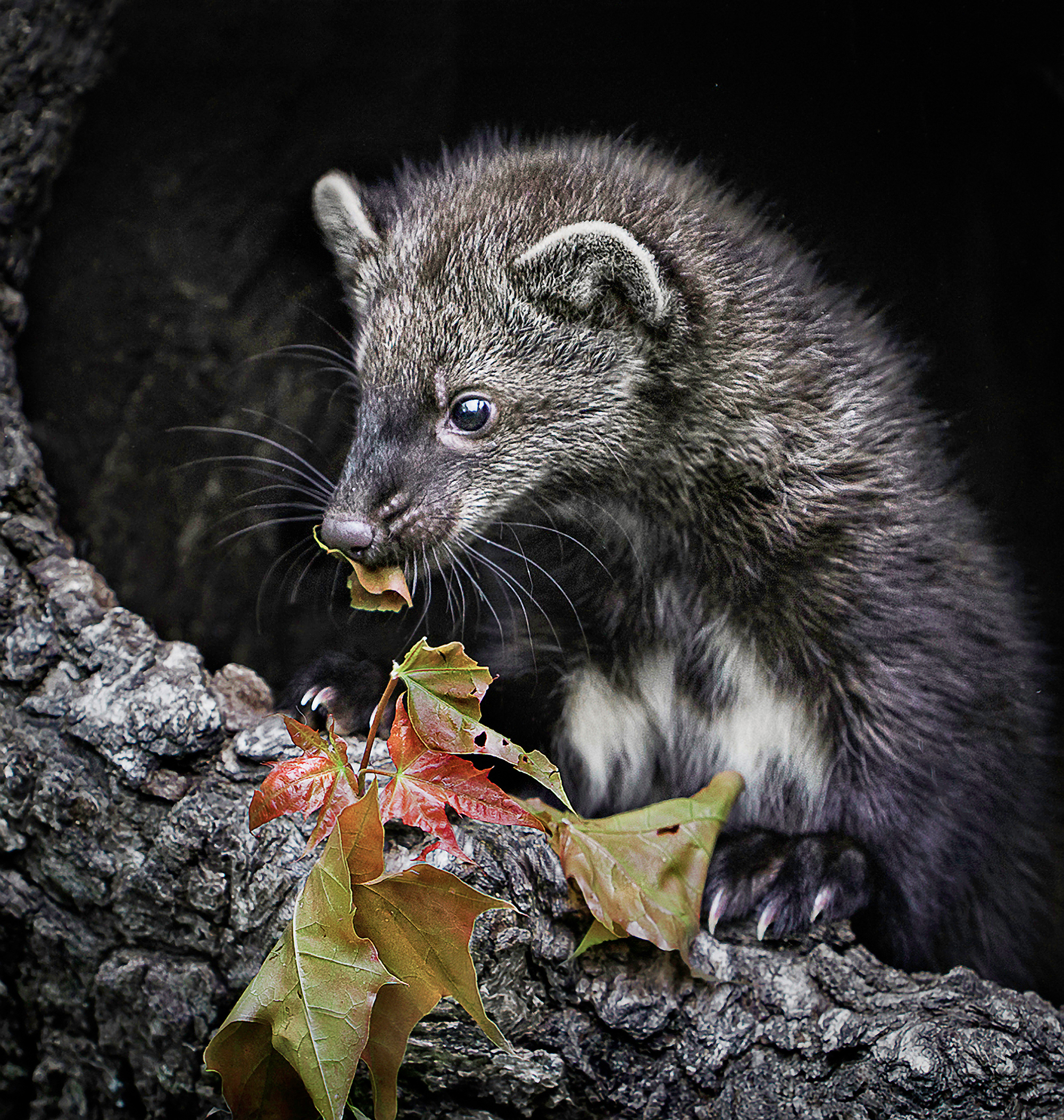 Fisher with Leaf 2