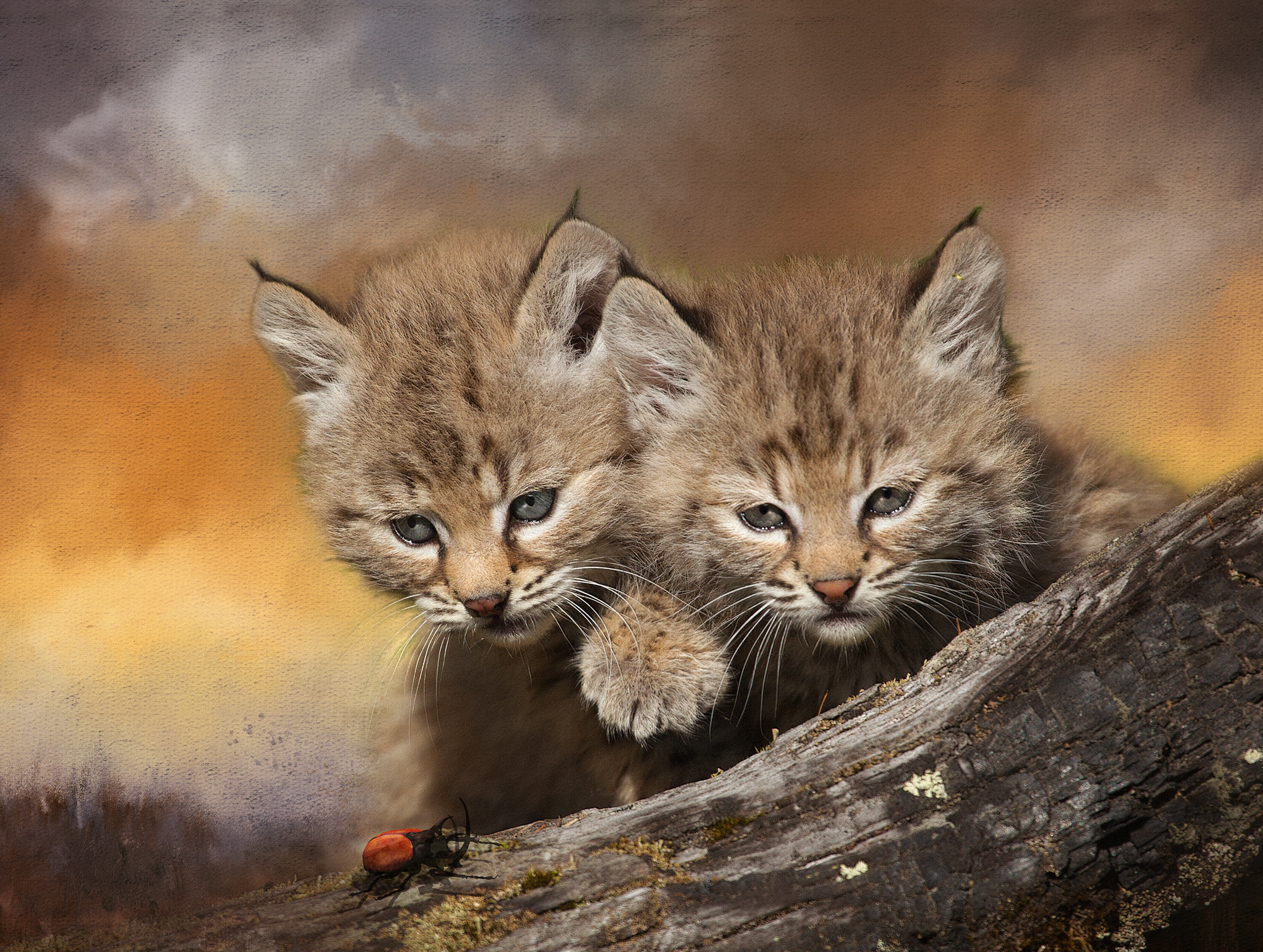 Bobcat Kittens  