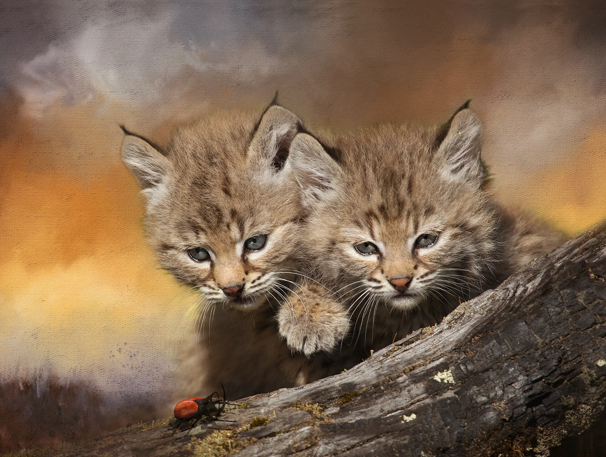 Bobcat Kittens