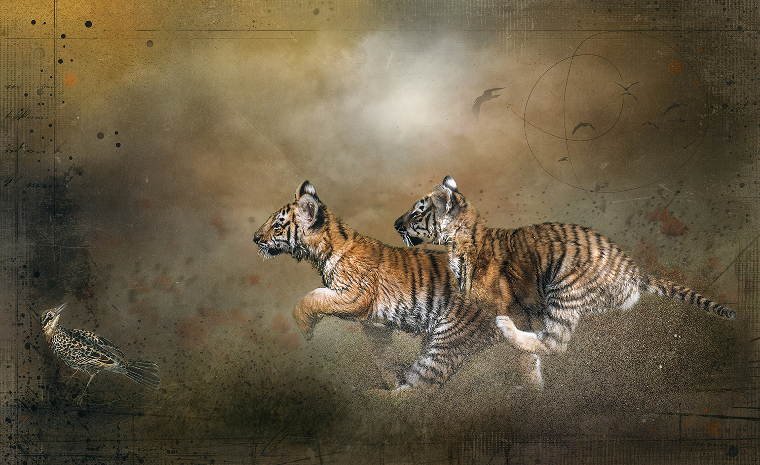 Tiger Cub Chase 