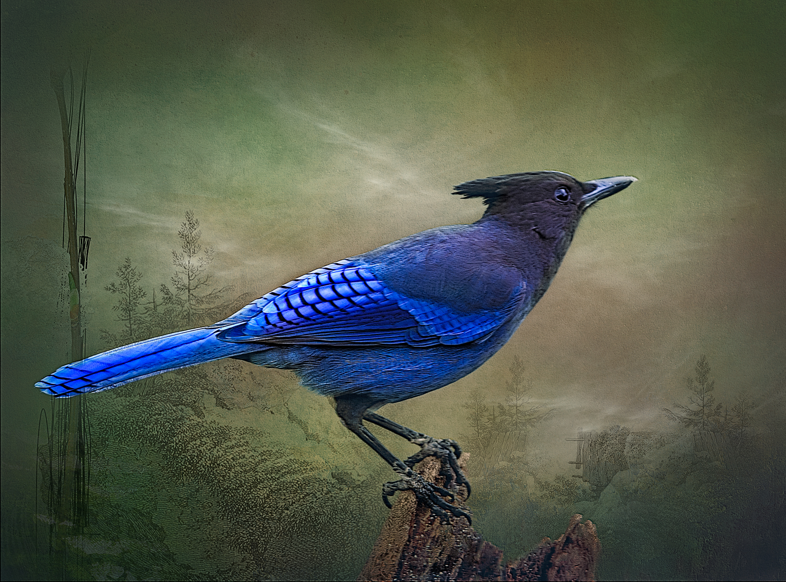 Steller's Jay