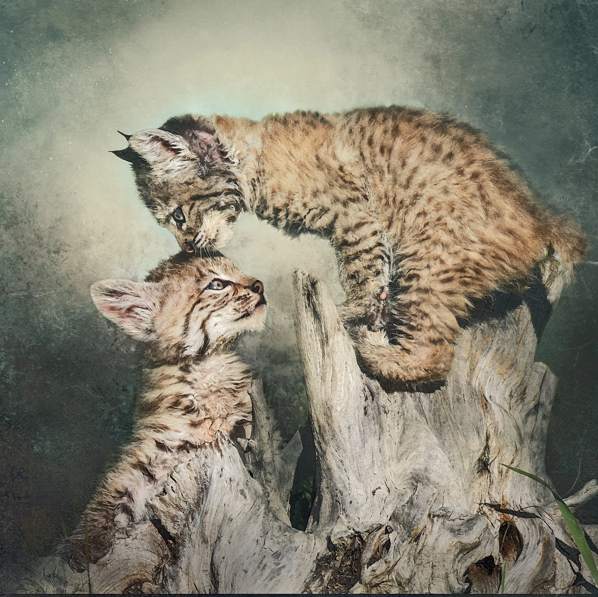 Bobcat Kittens Playing