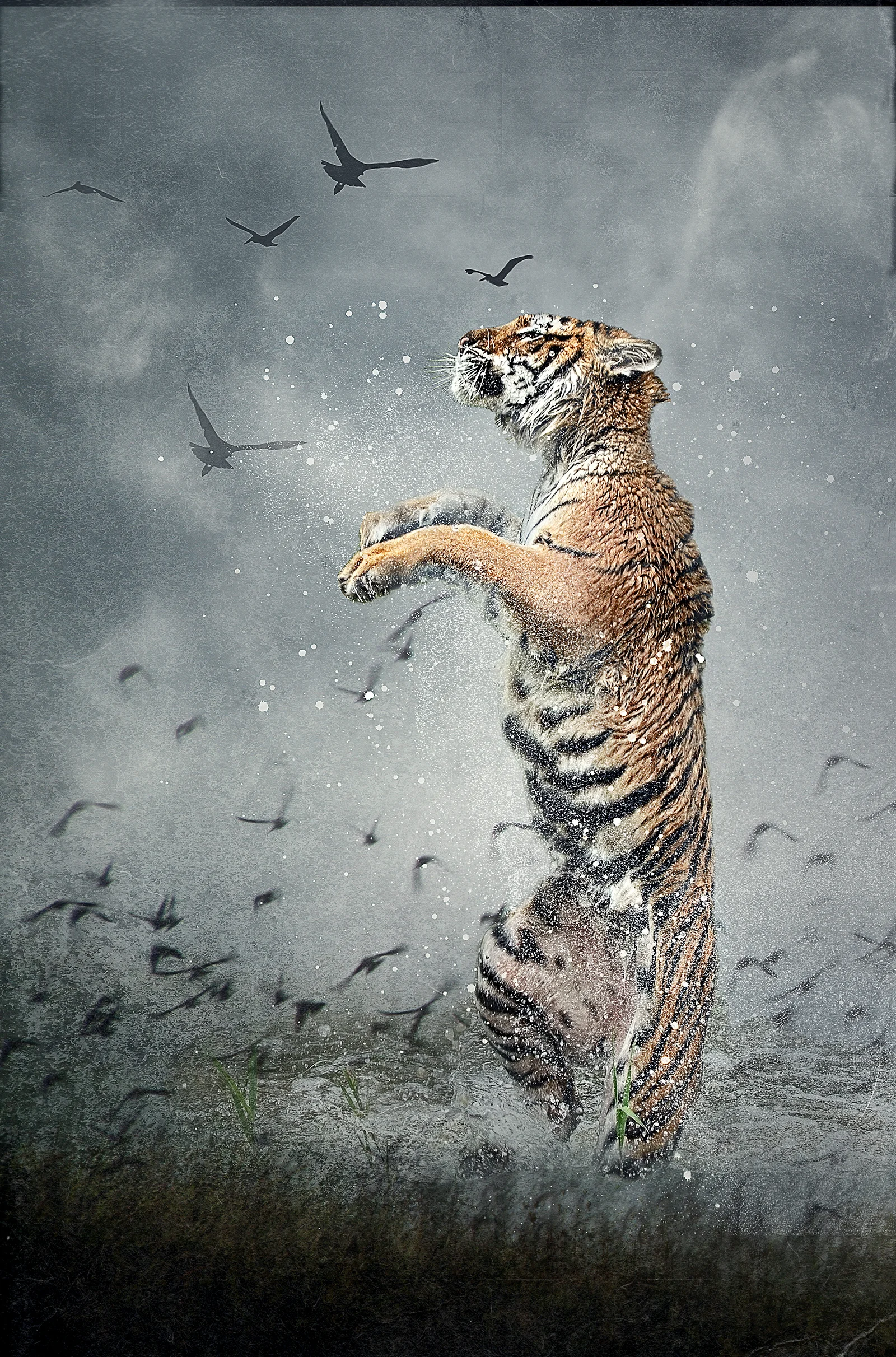 Siberian Tiger leap 3