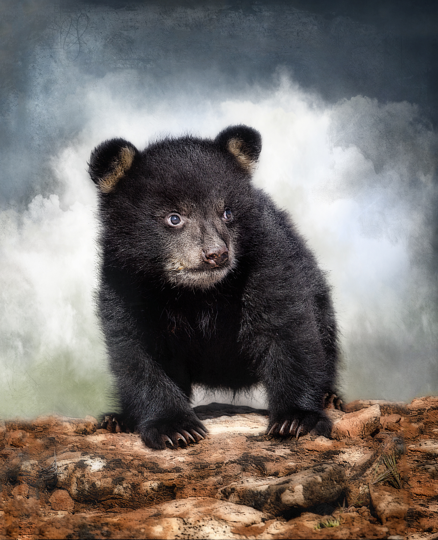 Black Bear Cub