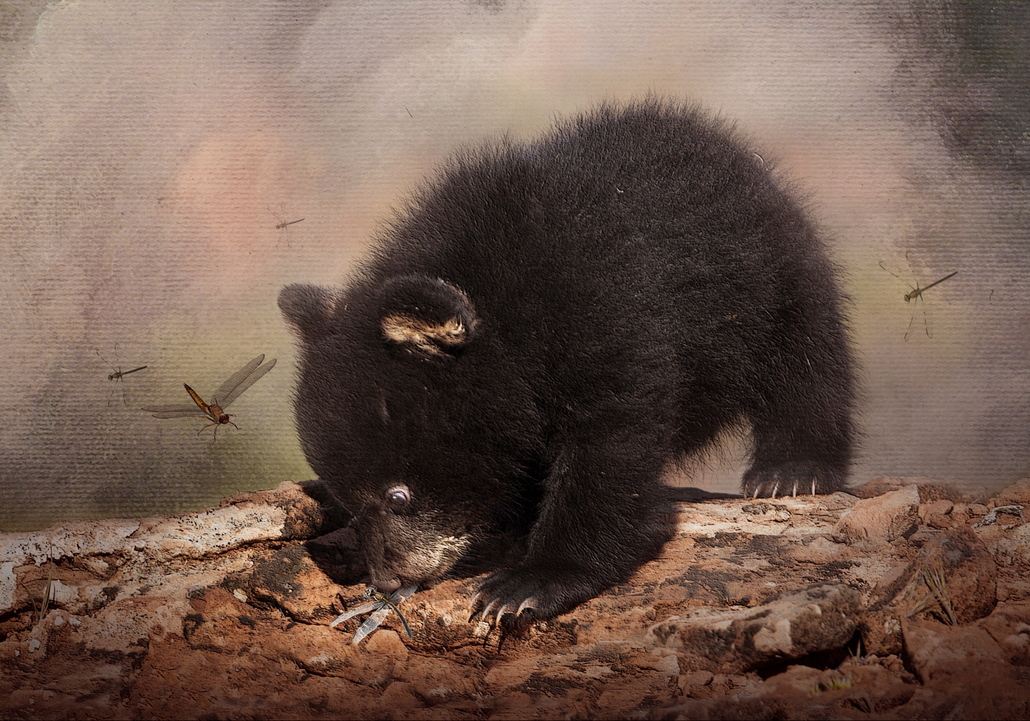 Black Bear Cub and Dragoflies