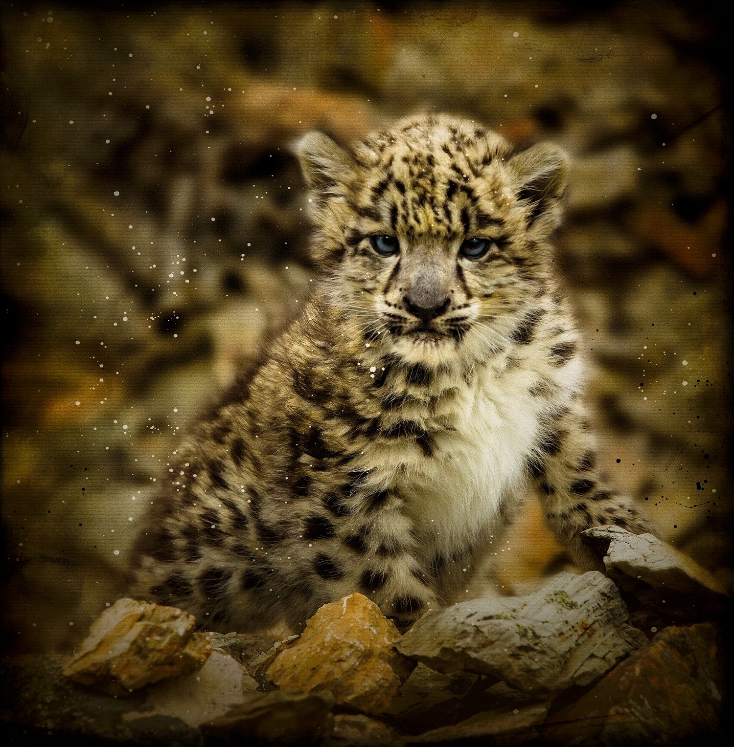 Snow Leopard Cub